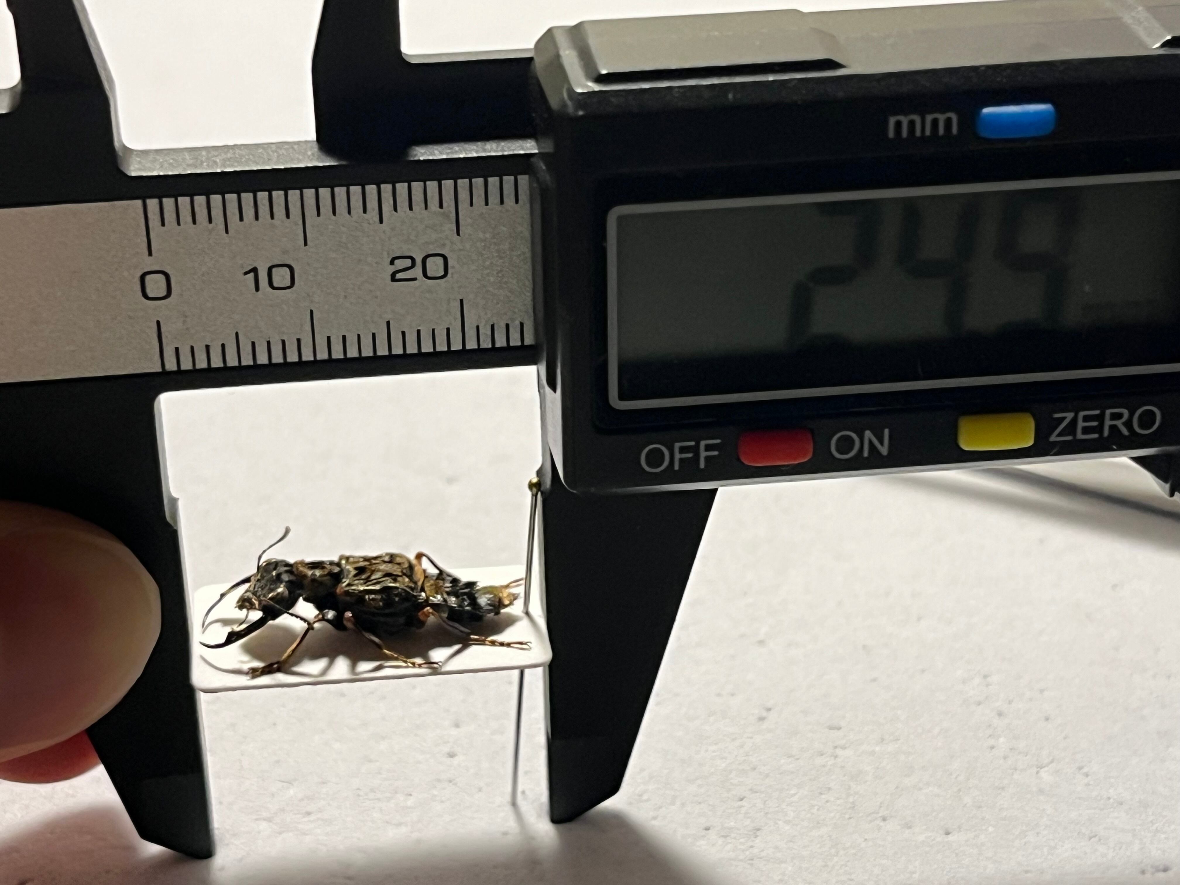 22mm】クワガタのような大顎を有したキバサビハネカクシ 標本