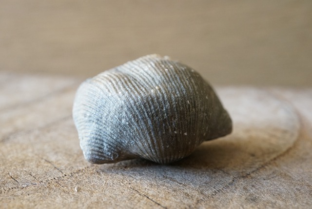 Hebertella sinuata 化石