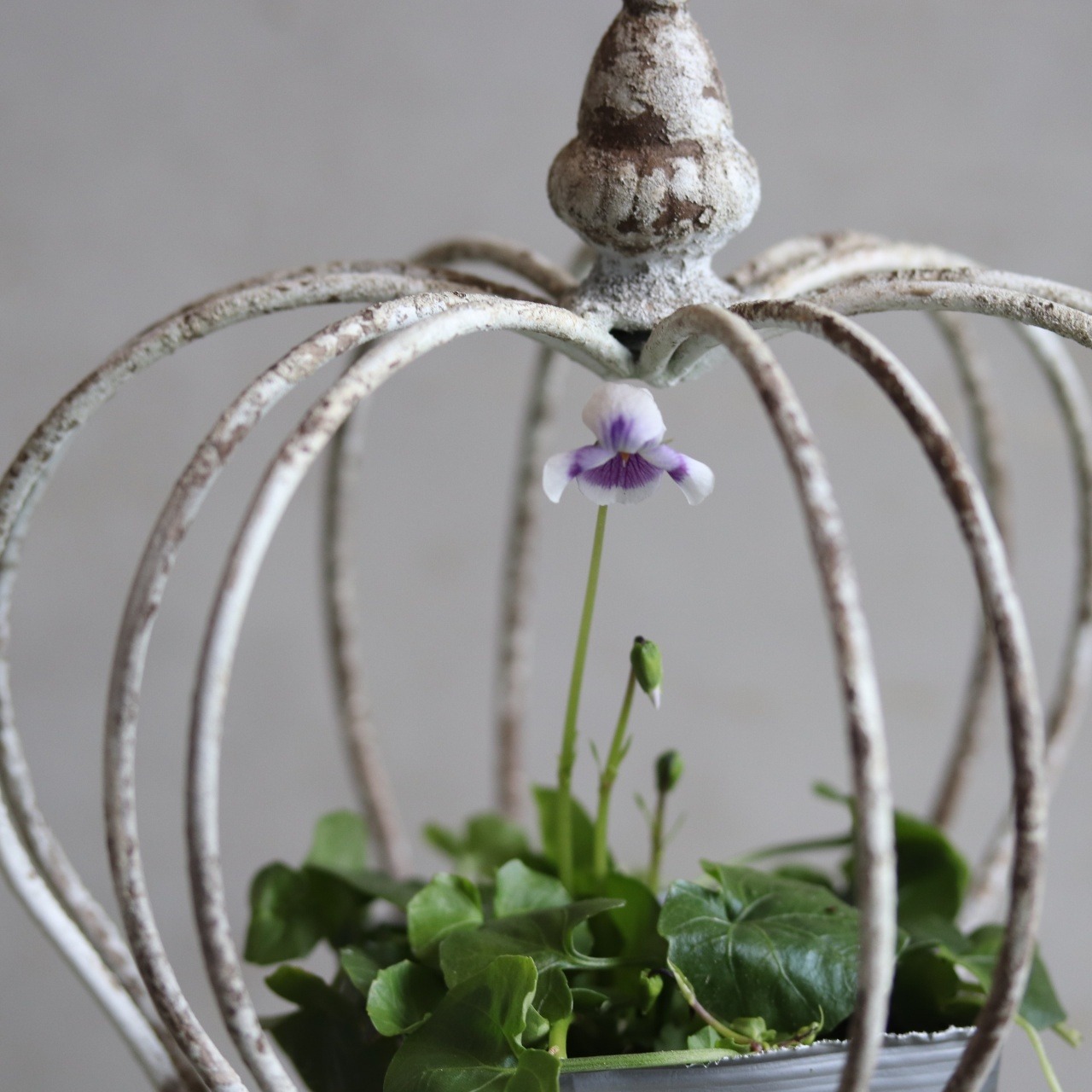 パンダスミレ　小さいお花　白Xブルー系　宿根草