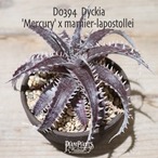 【抜き苗送料無料】'Mercury' x marnier-lapostollei〔ディッキア〕現品発送D0394
