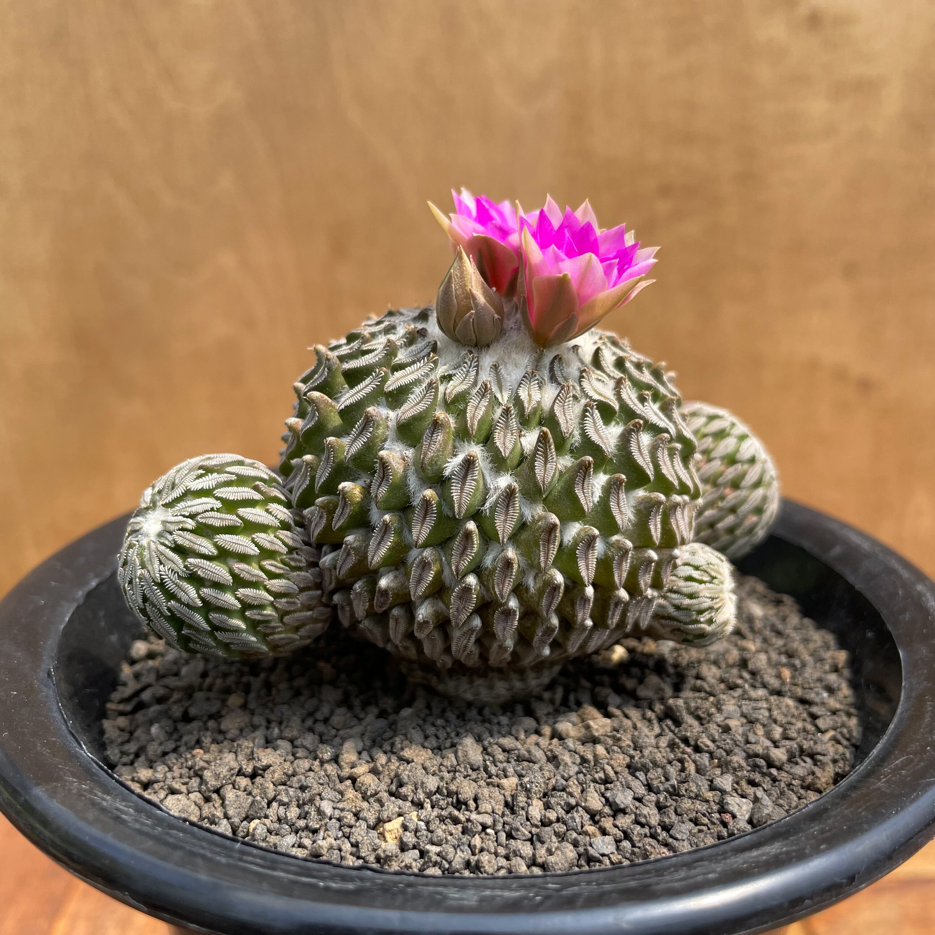 レアサボテンコレクション・ペレシフォラ属・精巧丸inわけけのお店 レアサボテンコレクション・ペレシフォラ属・精巧丸inわけけのお店