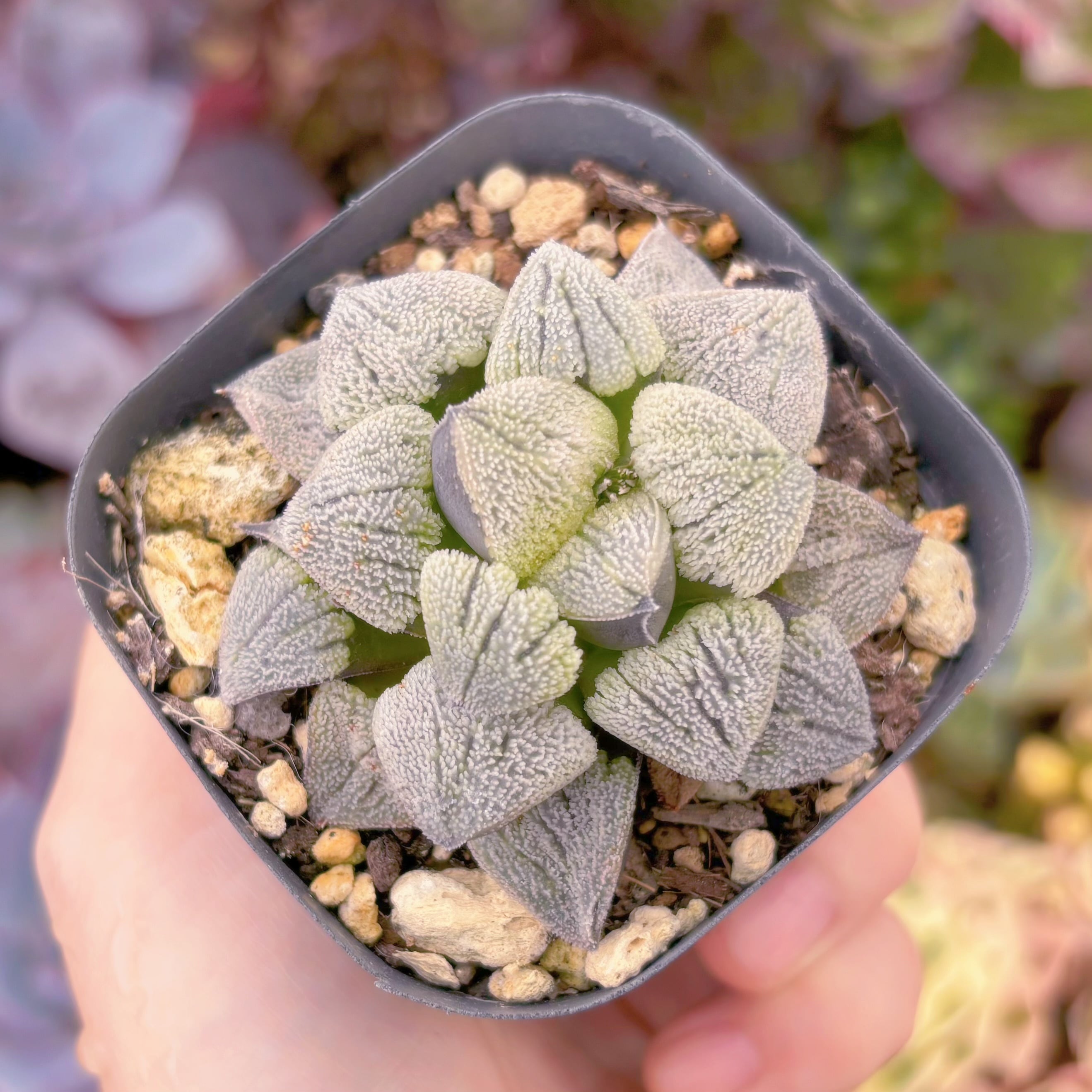 Top【選抜株】多肉植物　8040雪国コキグニ　10個　鉢無し/脱土 現品 Haworthia 雪の里#1150 古株 るる農園 | るる農園~多肉植物専門