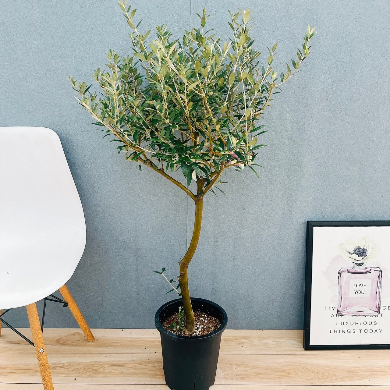 現品］12番 フィカス ウンベラータ 観葉植物 室内 大型 ゴムの木 人気