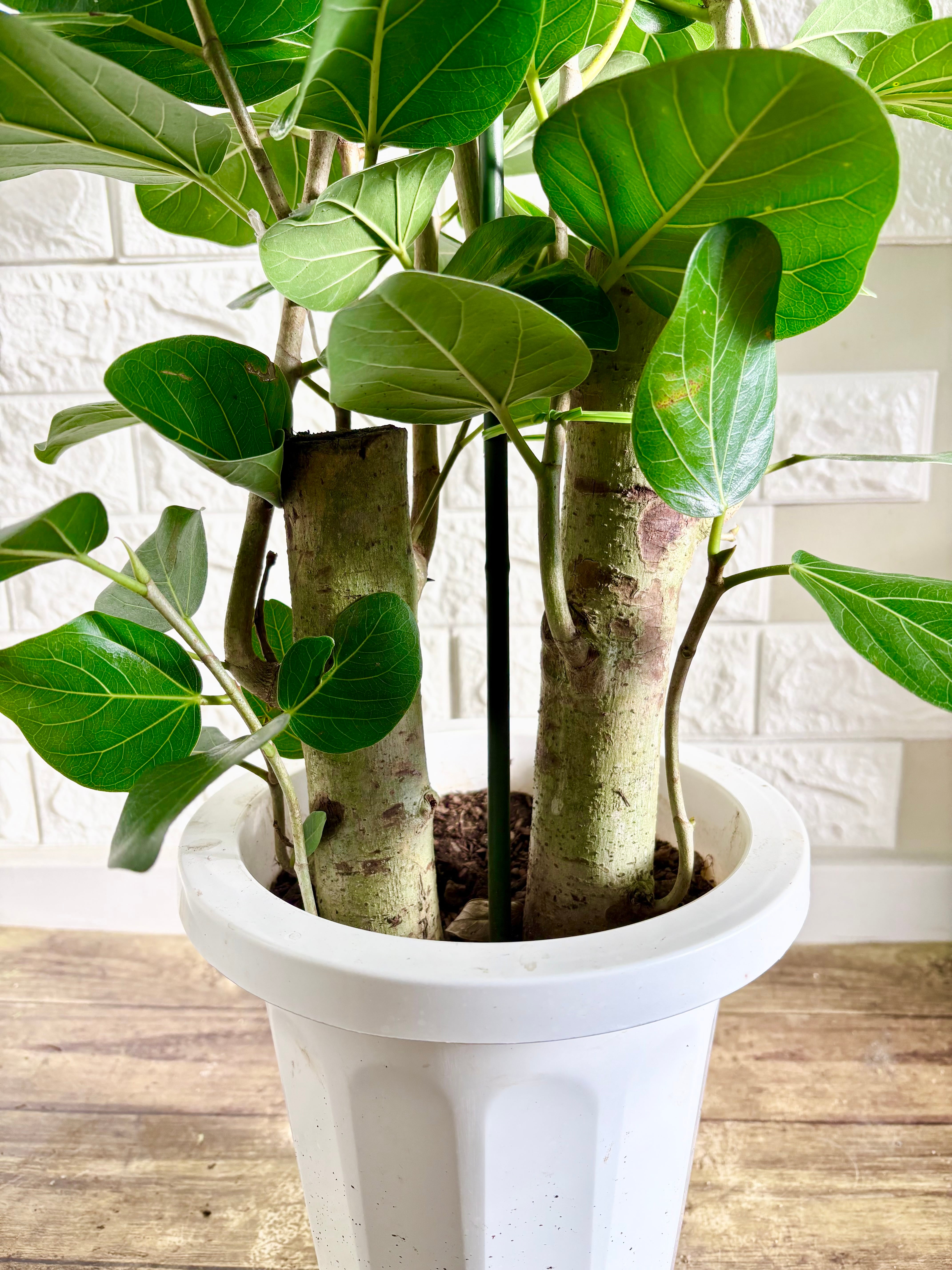 フィカスベンガレンシス⭐️太幹2本立ち⭐️観葉植物 | 観葉植物のお店