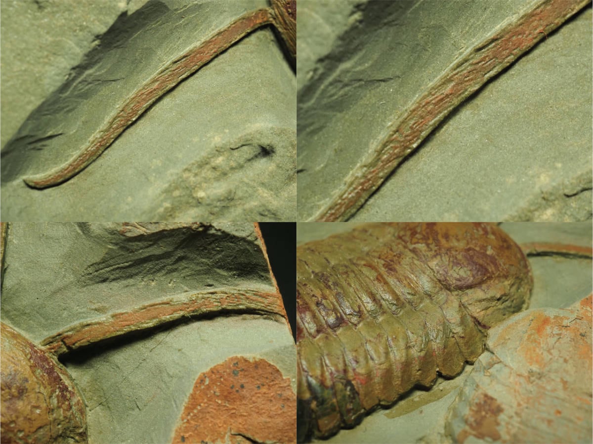 触覚！極上保存！三葉虫【Symphysurus palpebrosus】【214 g】モロッコ