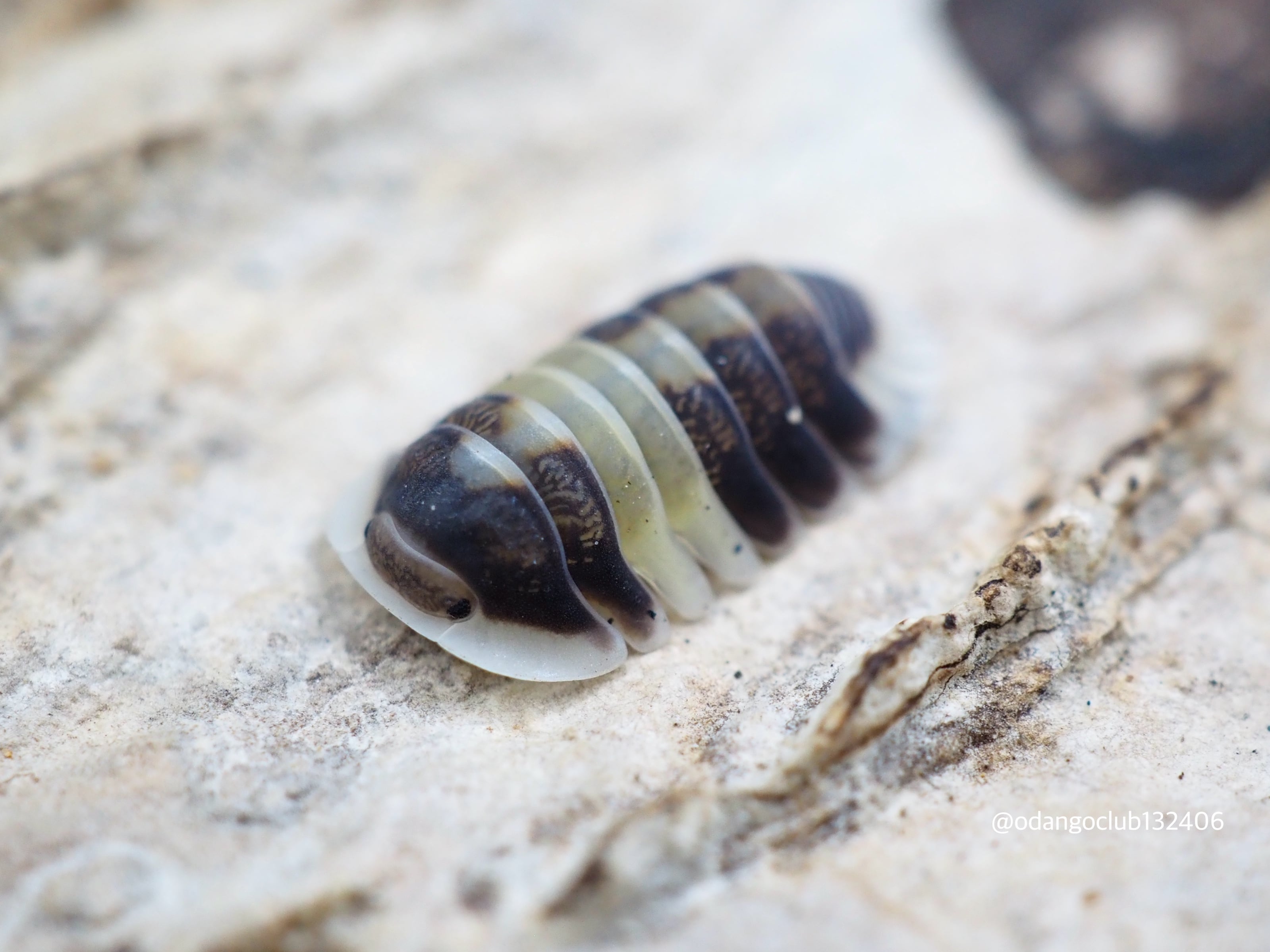 おだんごくらぶ