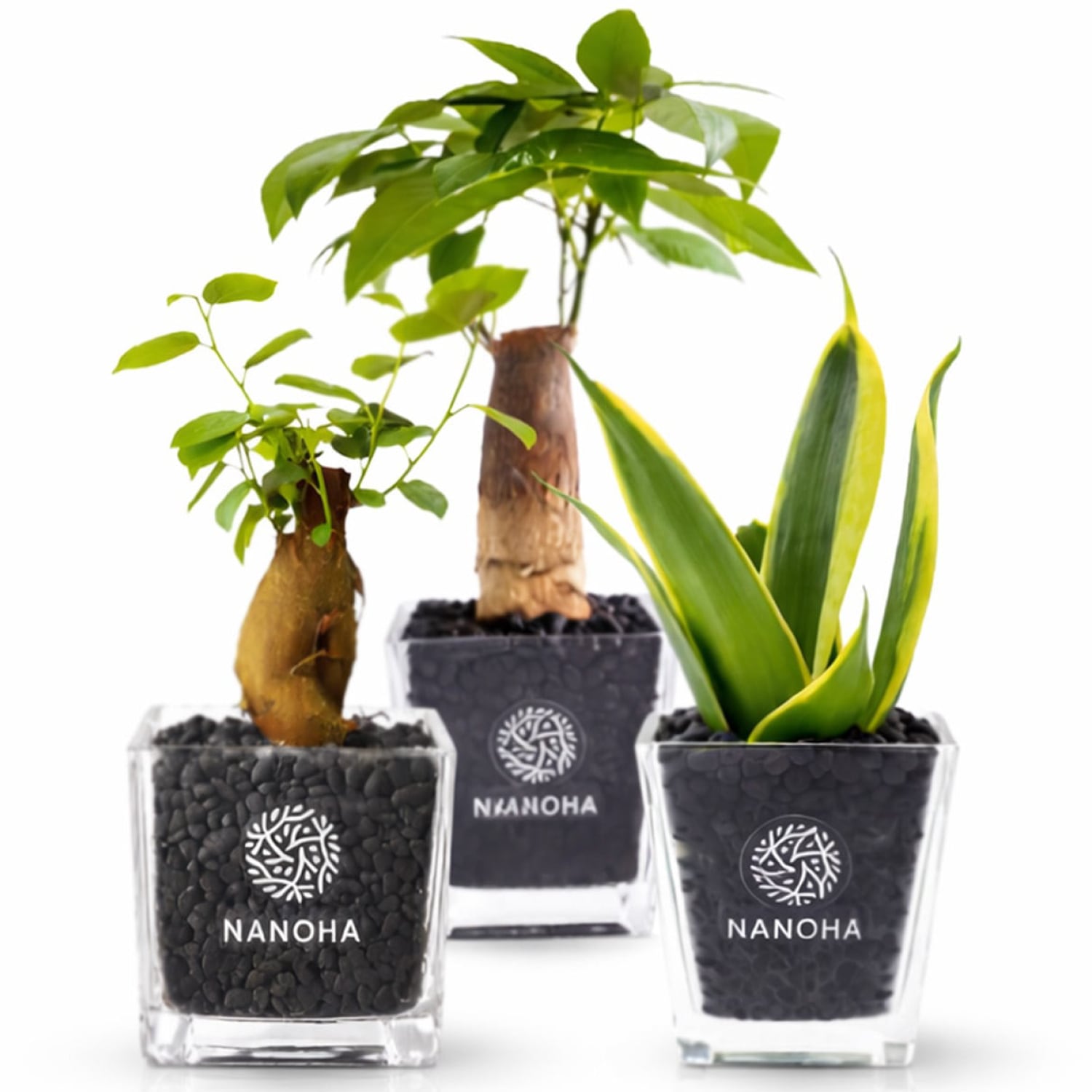 観葉植物まとめ買い問い合わせ インテリアグリーンショップ【NANOHA】（観葉植物・祝花・アレジメント