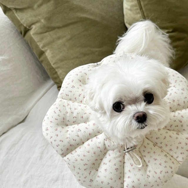 【予約】[eyou] NEWピアナネックカラー（ピンクフラワー）