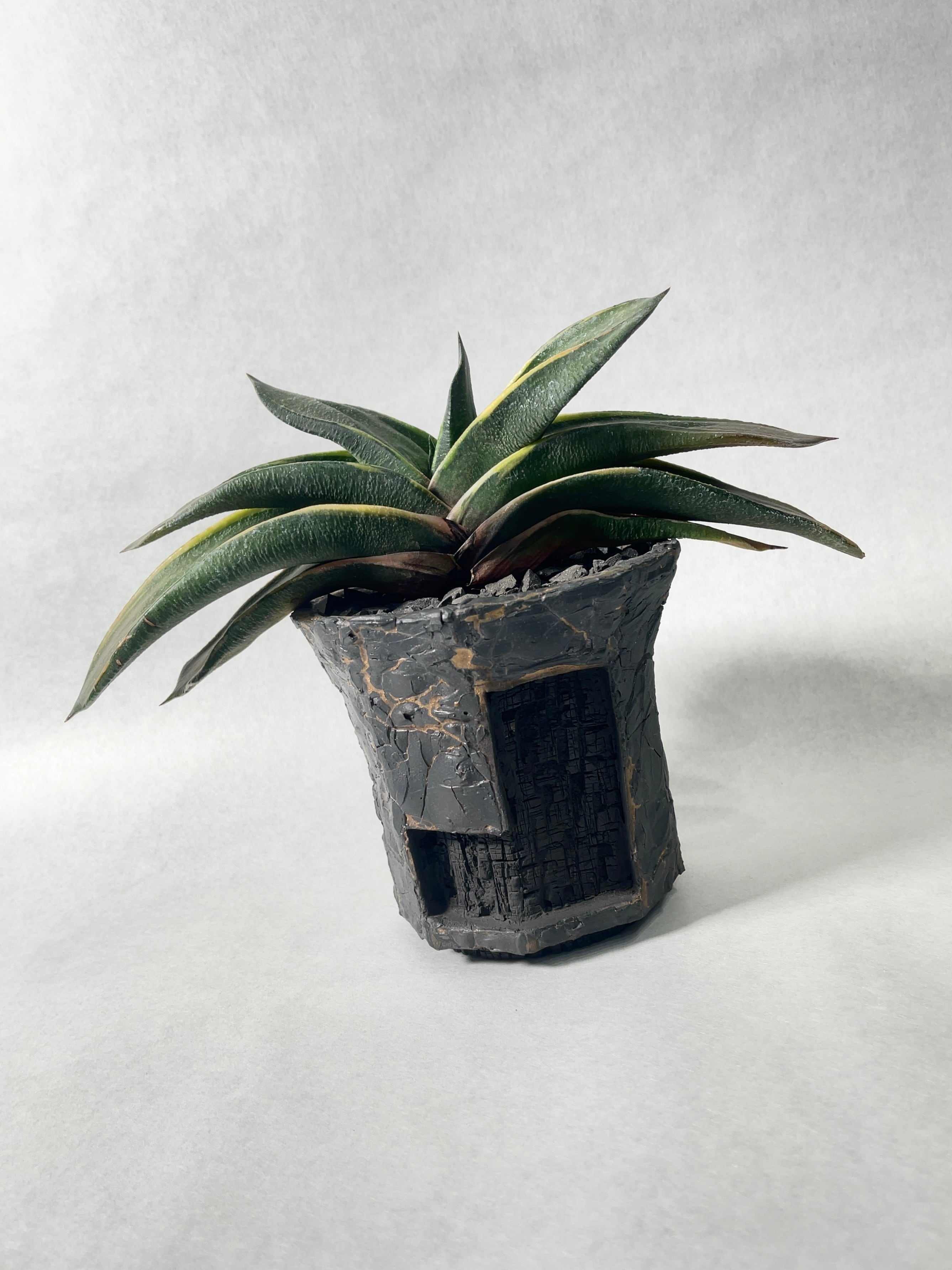 ガステリア・臥牛竜錦 | trigger