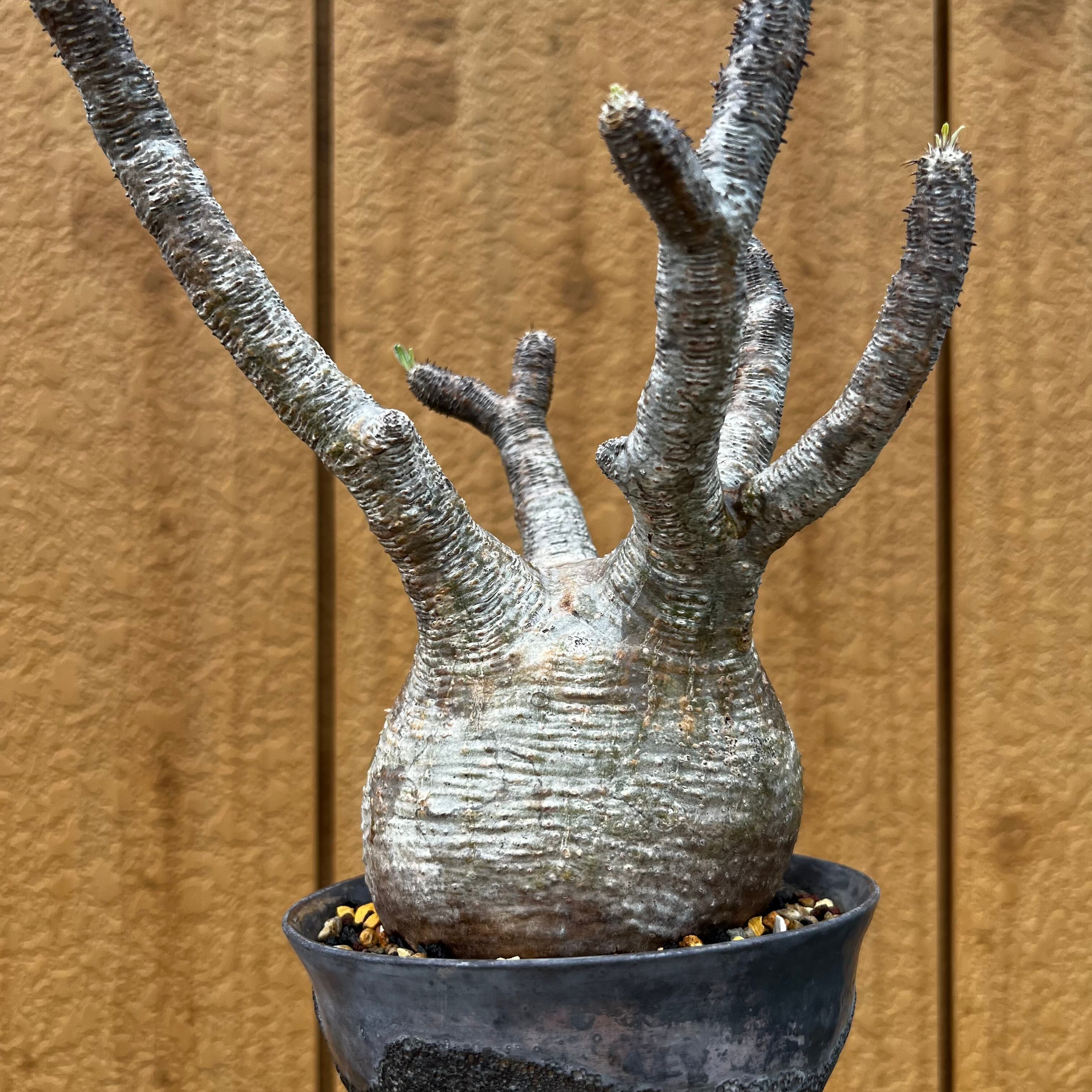 浴びれ (実生)パキポディウム グラキリス自家栽培】 