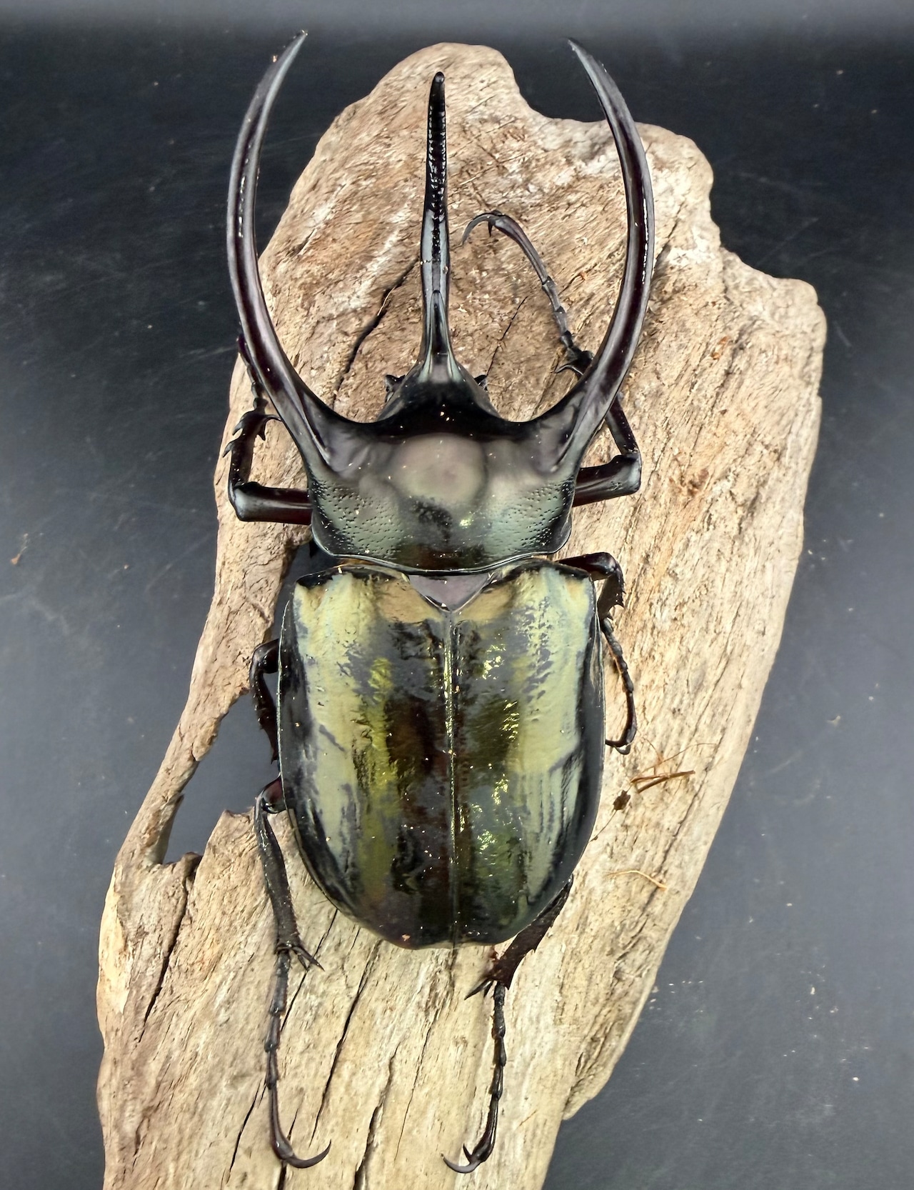 【WD】《ミンダナオアトラスオオカブト マラグサン産 97mm ペア》