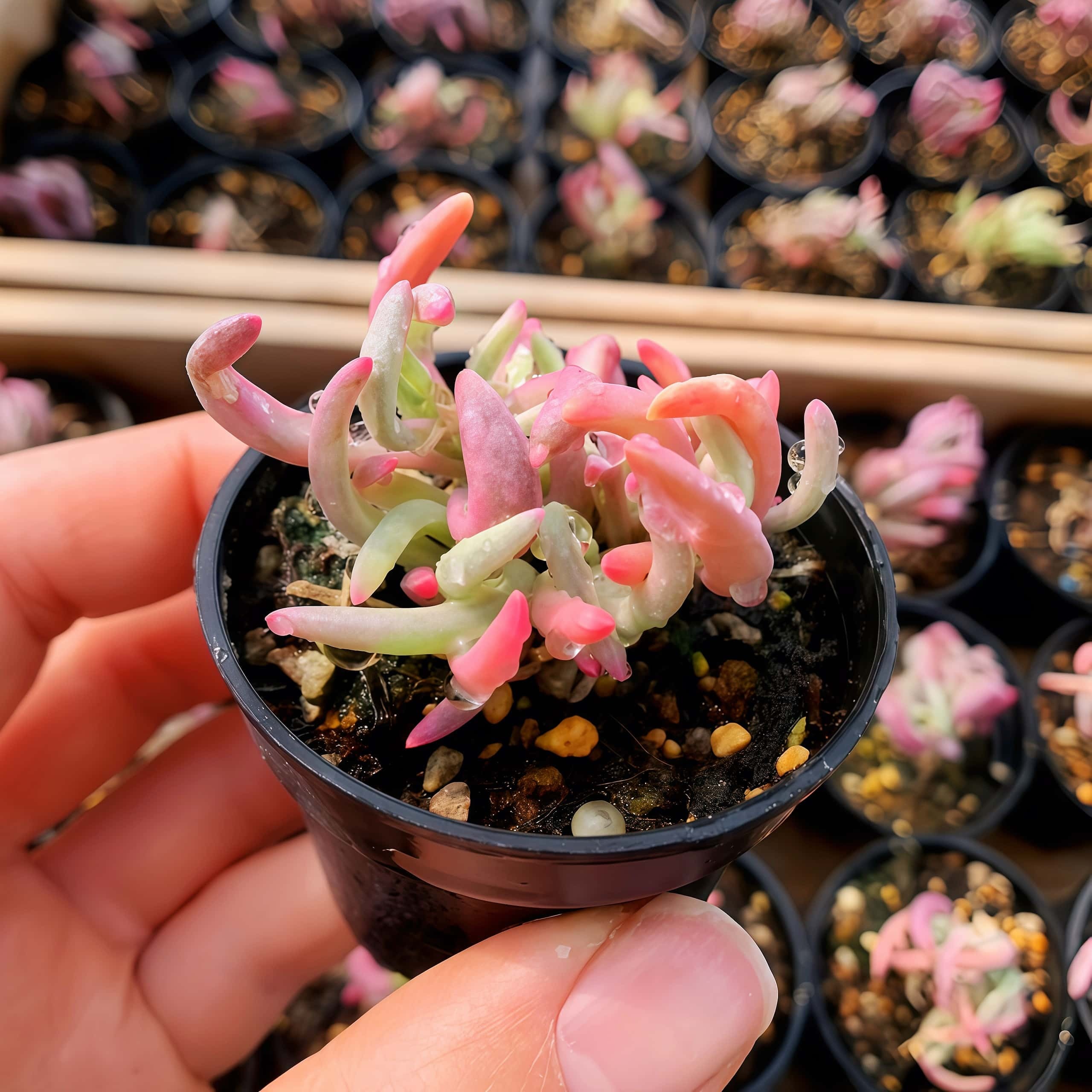 農園直売 多肉植物 寄せ植え ドロサンテマム 氷花錦（群）観葉植物