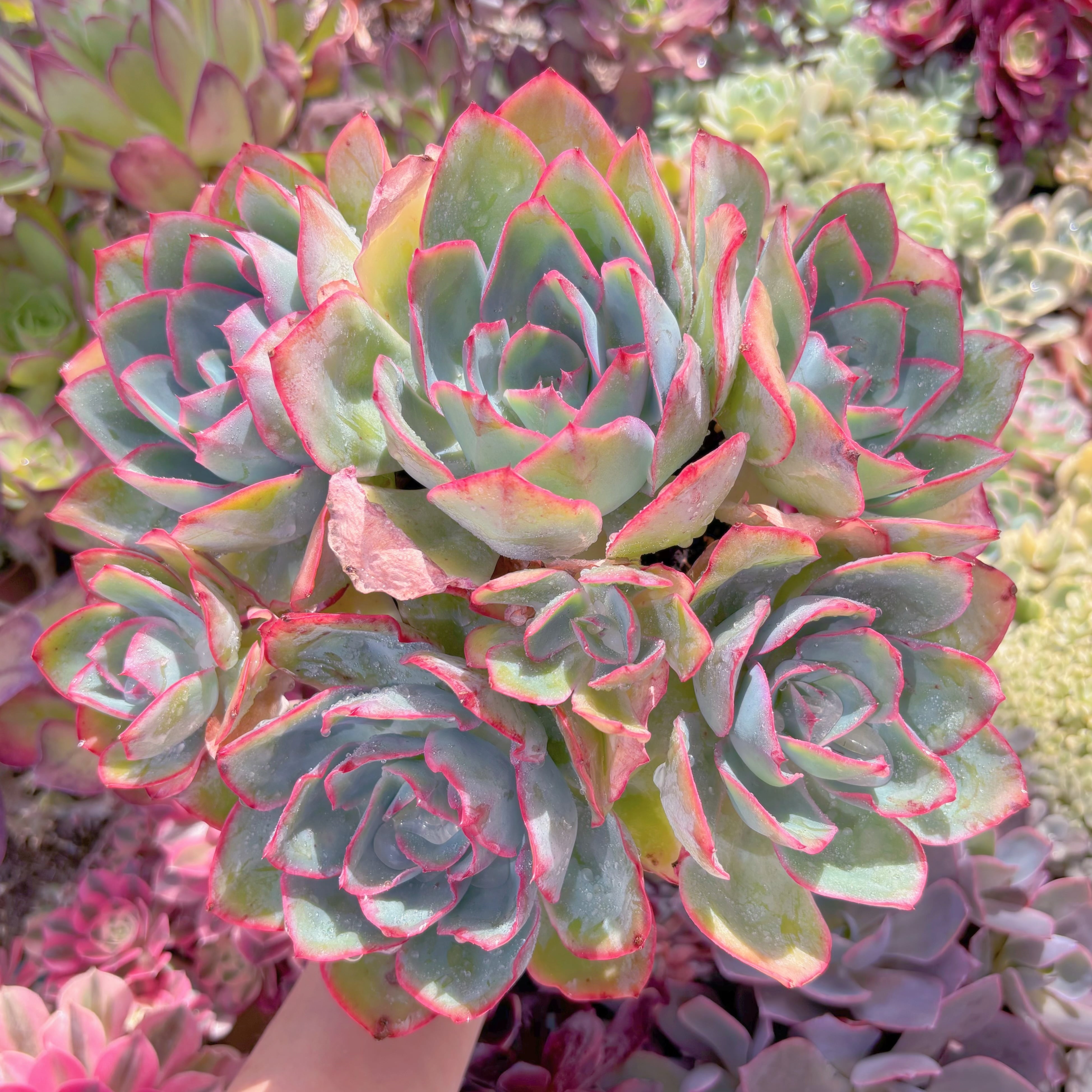 現品　ブルーライト#405　特特大群生　新入荷