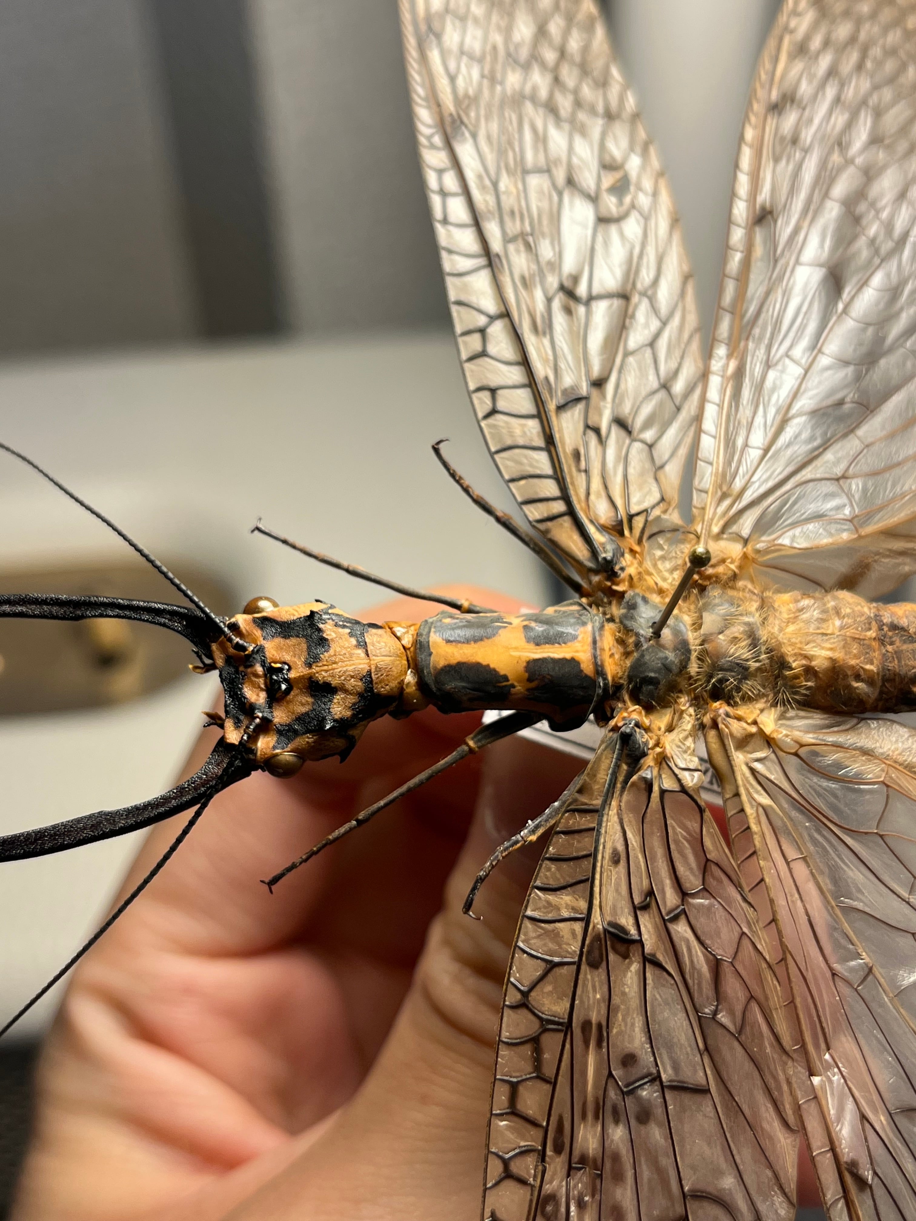 オオアゴヘビトンボ 産 奇蟲 タランチュラ ムカデ 標本 昆虫標本 希少産地】オオアゴヘビトンボ 奇蟲 タランチュラ ムカデ 標本 昆虫