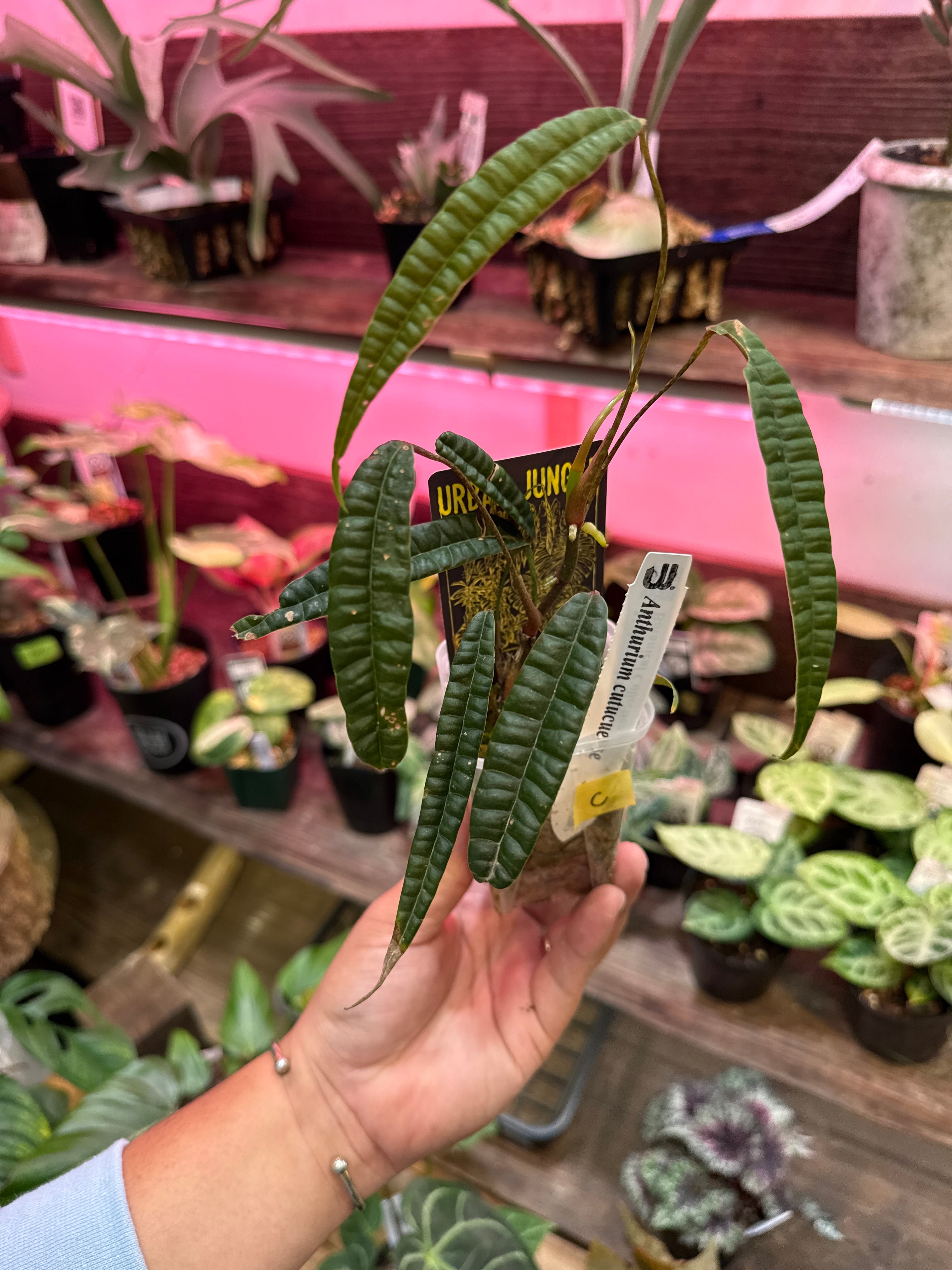 アンスリウム・スパティフィラム類 | Gardenえん 【観葉熱帯植物】