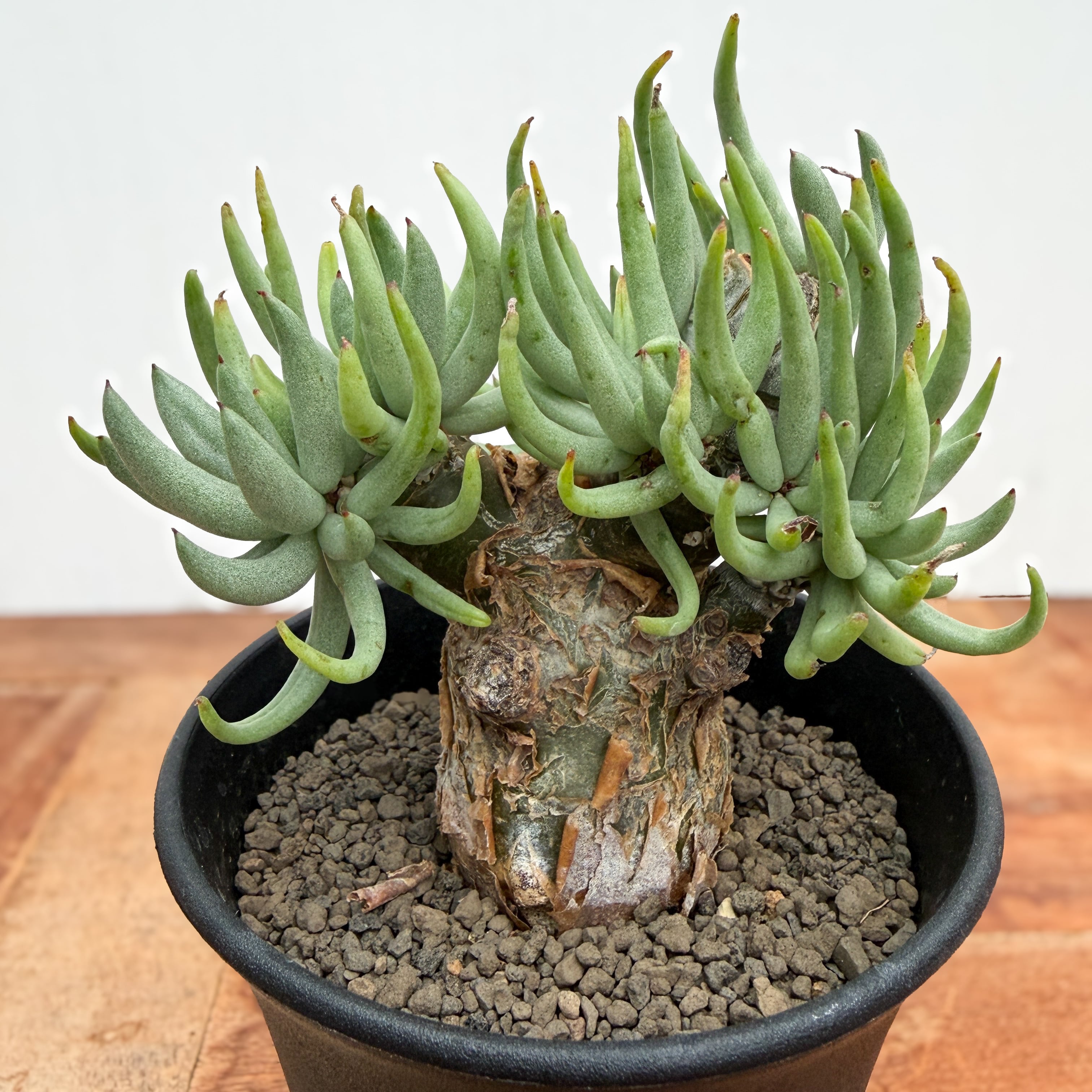 Tylecodon pearsonii【チレコドン・ペアルソニー・実生】 | RIMO'S
