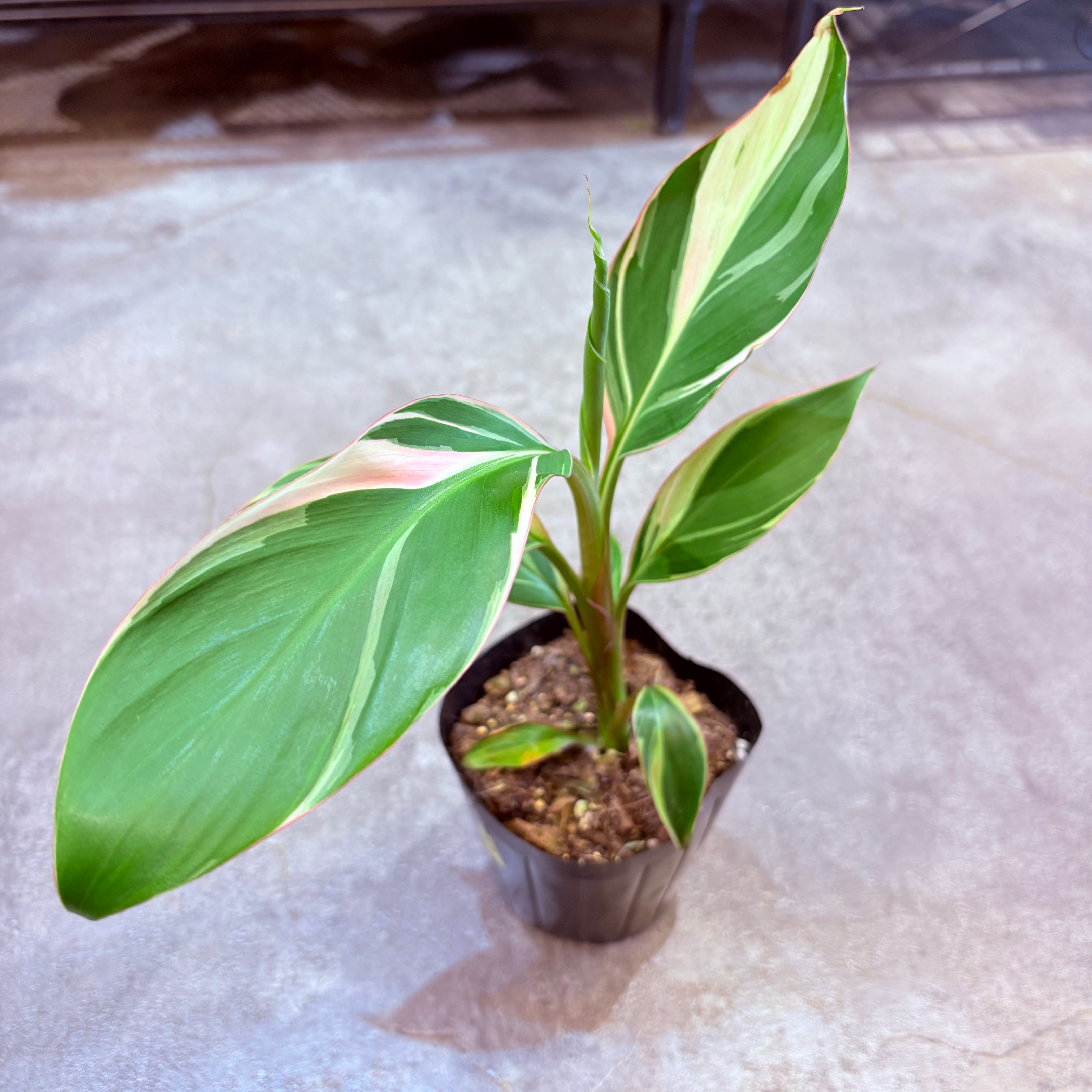 ムサ ノノピンクバリエガータ 3.5号【F】 | Green Vibes 宇都宮市の