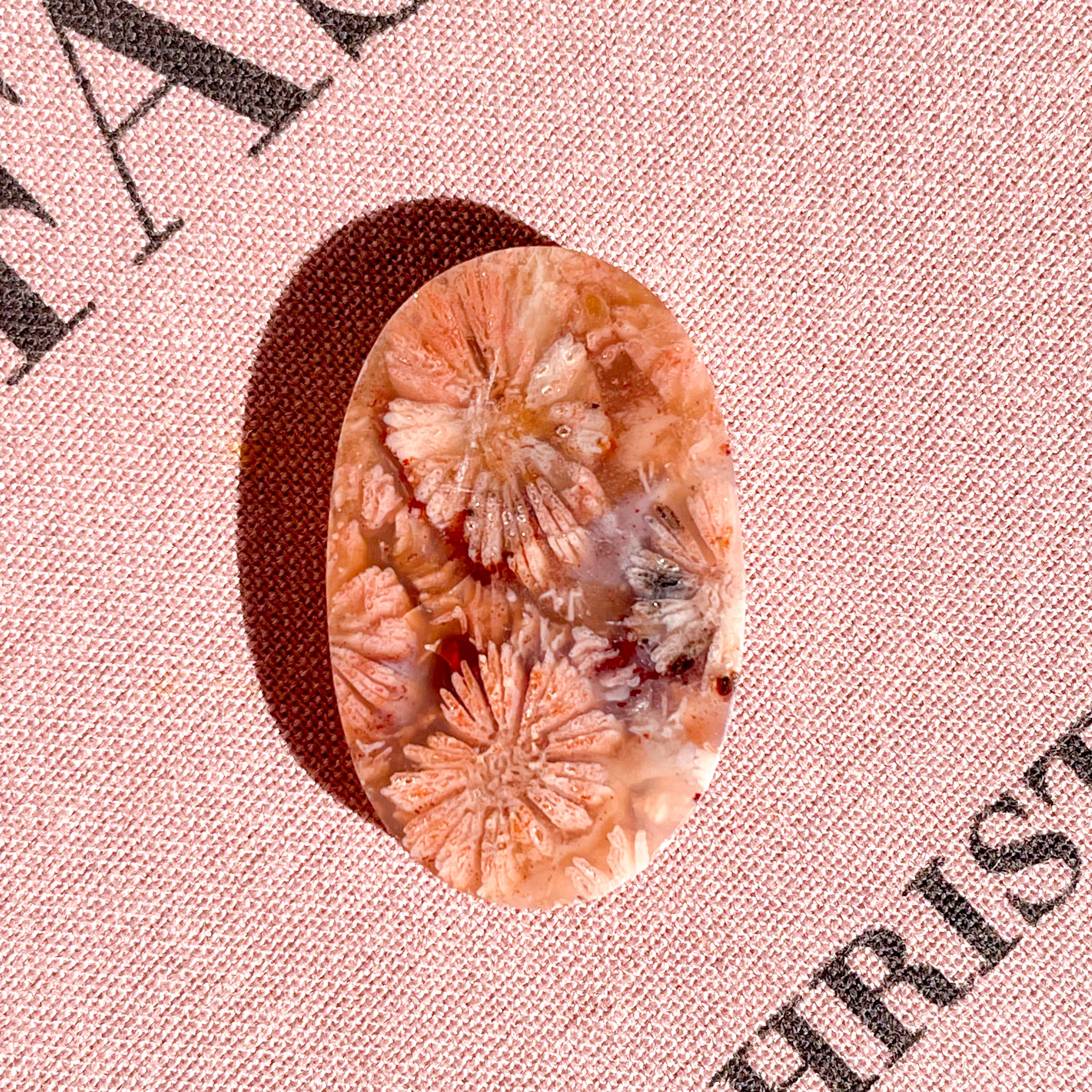 Fossile Coral Oval 2✧ フォッシルコーラル (化石珊瑚) | FLUXY