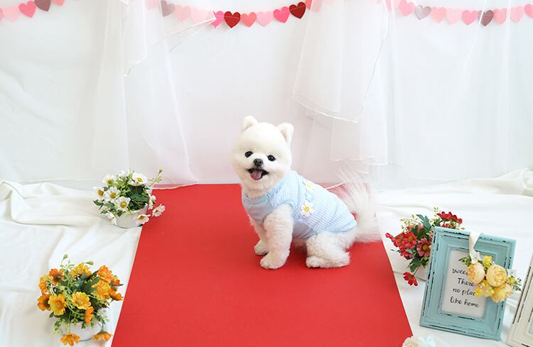 【SALE】chacha flower top S ~ XL 2color / 犬服 春夏 新作 袖なし トップス 可愛い ドッグウェア わんこ服 Tシャツ