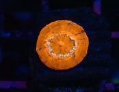 Scolymia Baby "WarPaint" 17