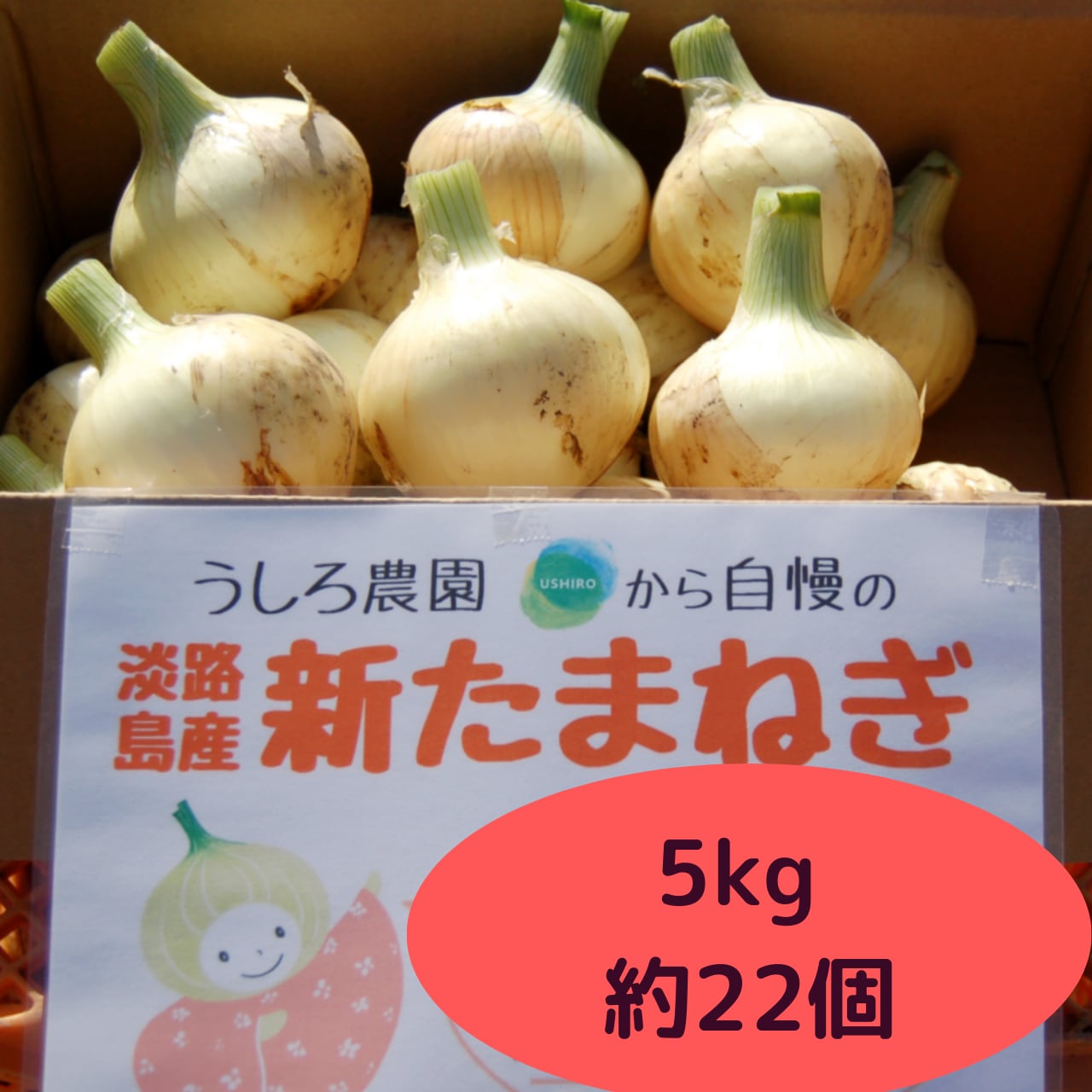 淡路島産の玉ねぎ、ホワイトコーンの直売販売　淡路島の新玉ねぎ！5ｋｇ　うしろ農園