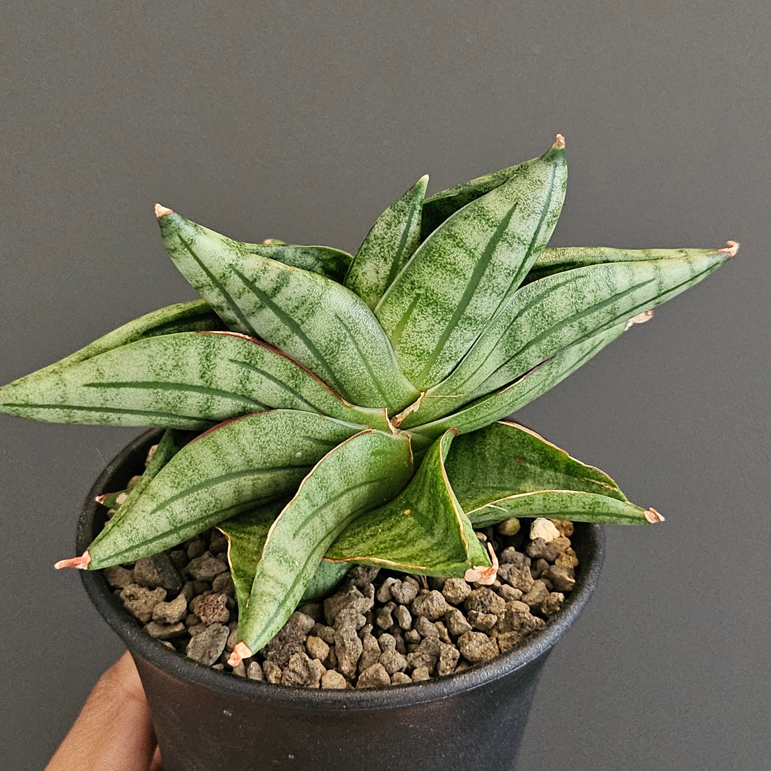 Sansevieria viena サンスベリア ヴィエナ | Plants Baka