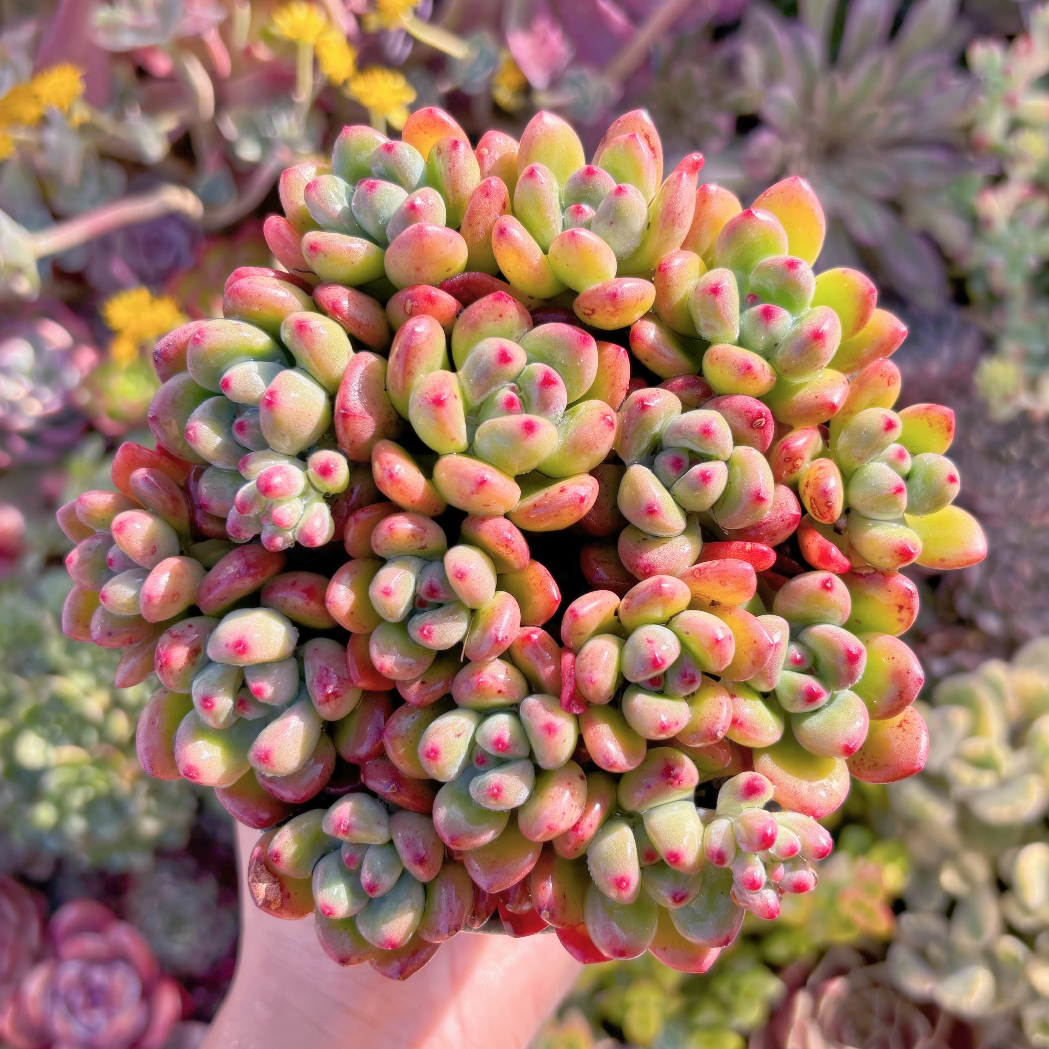 現品　トミーキャット#A078　約15頭　るる農園