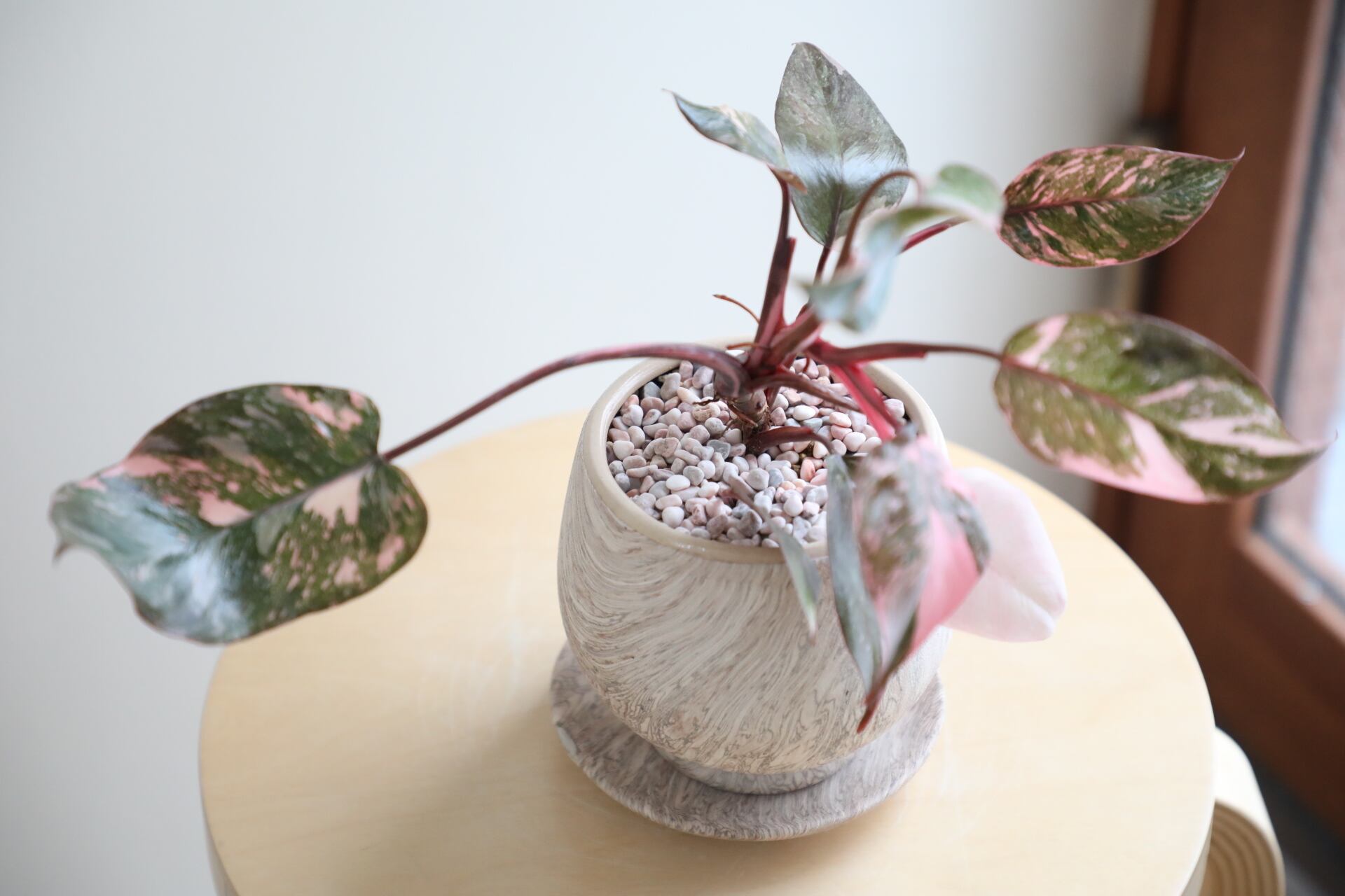 M】フィロデンドロン ピンクプリンセス/Philodendron Pink Princess