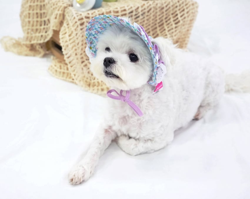 flower suncap / 犬用 帽子 日よけ帽子 サンバイザー 紫外線対策 アクセサリー ドッグウェア ペット用 被り物 キャップハット お揃い お出かけ