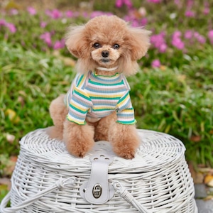 【予約】レインボーストライプ｜春夏のお出かけにピッタリ