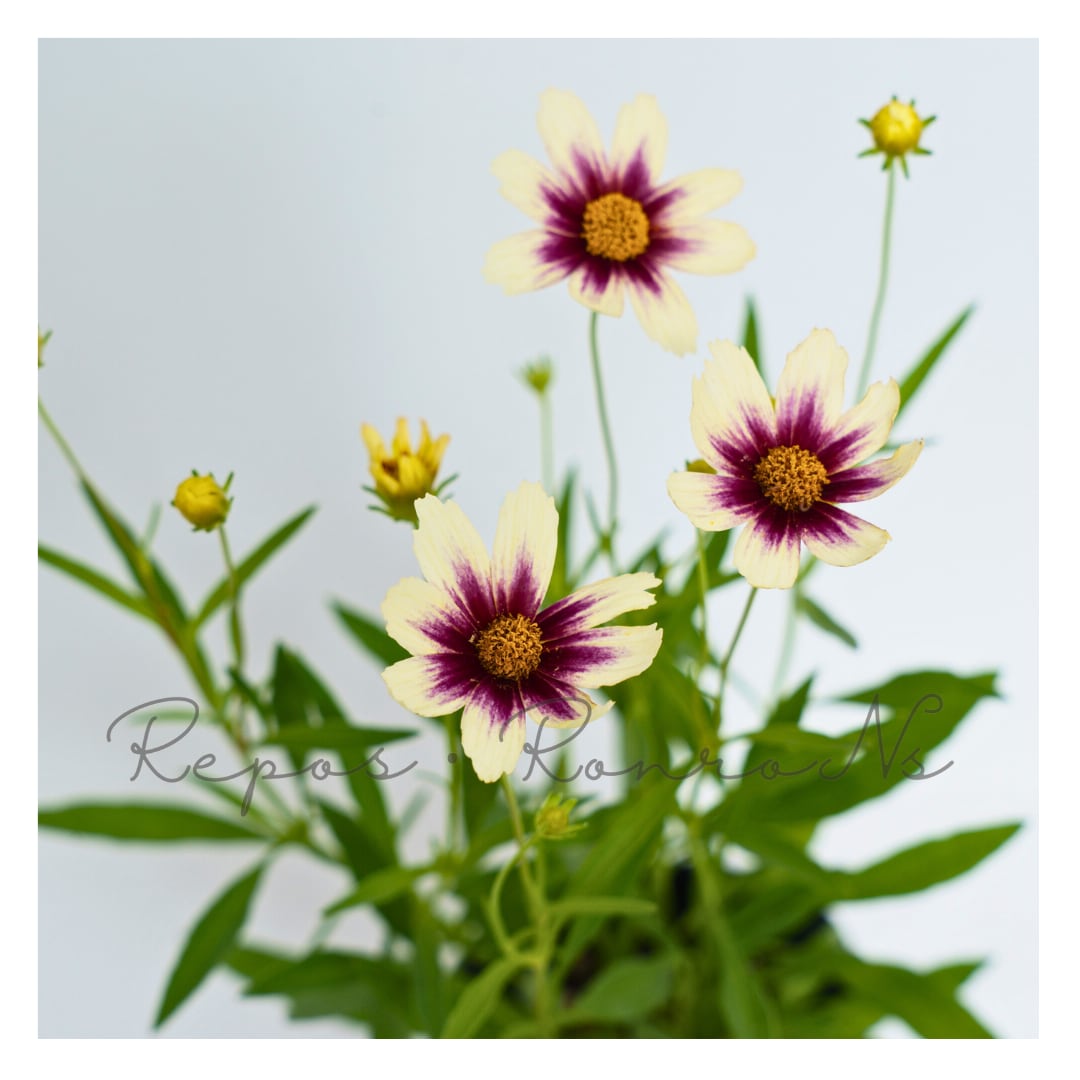 コレオプシス:スタークラスター(3.5号)耐寒性多年草 宿根草 コレオプシス苗 夏の花