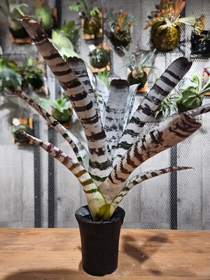 Aechmea  chantinii  Black Select A1【artPLANTs/PLANTS GARAGE 】エクメア/タンクブロメリア