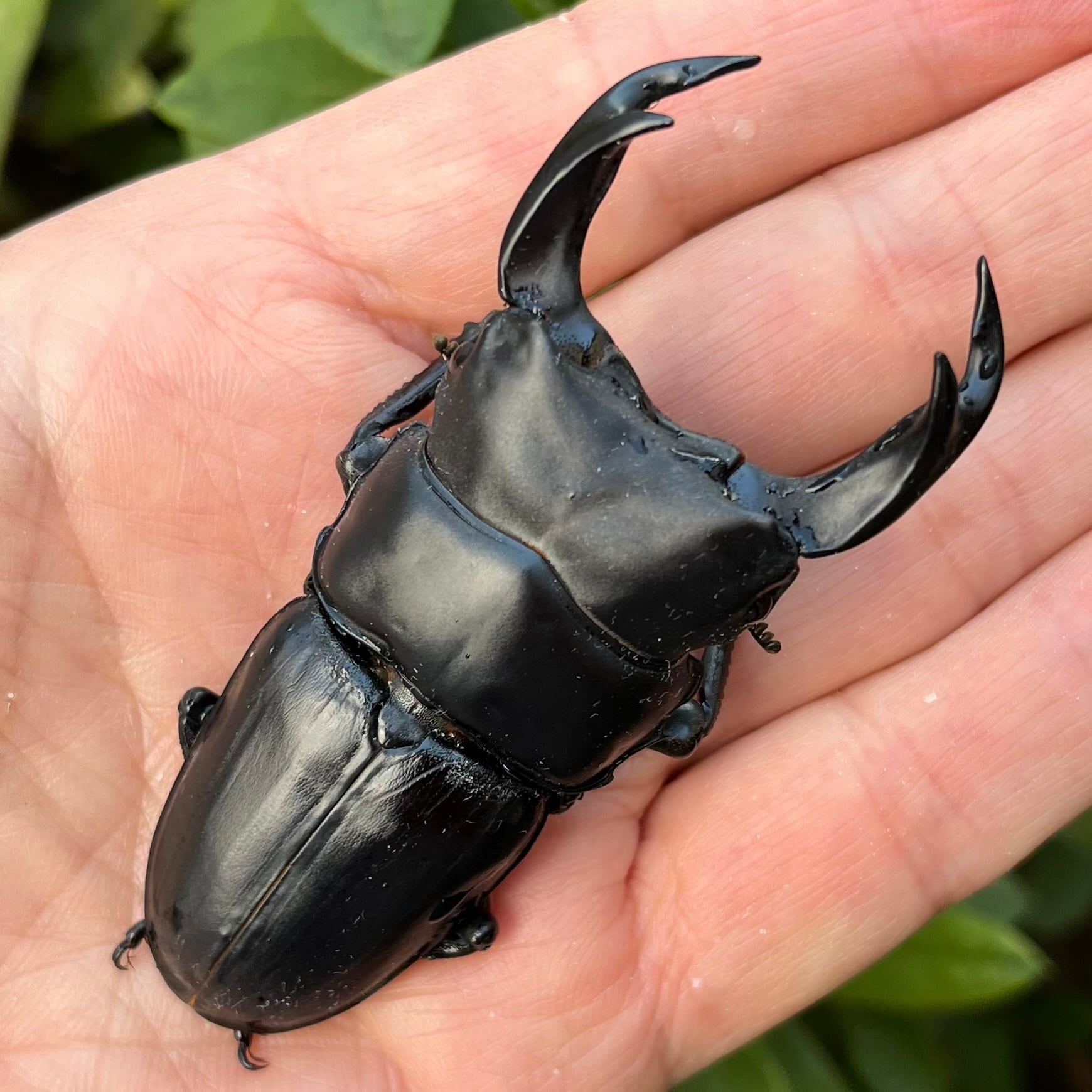 岡山県岡山市産オオクワガタペアF1個体（♂76mm） #6743 | Dorcus NAVI