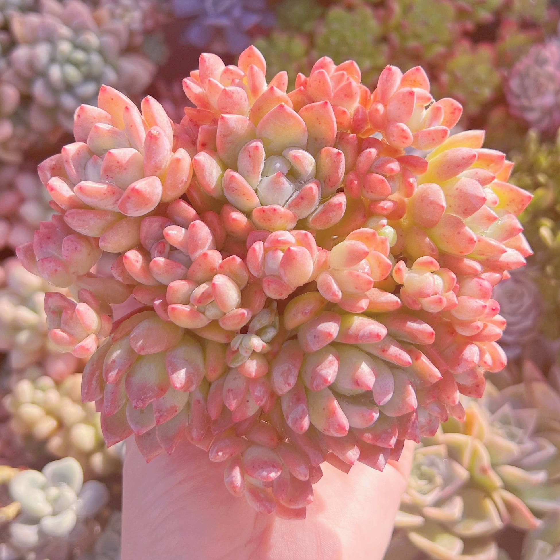 現品　プロリフェラxラウル#A05   るる農園