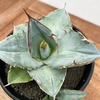 Agave oteroi【アガベ・オテロイ・実生】