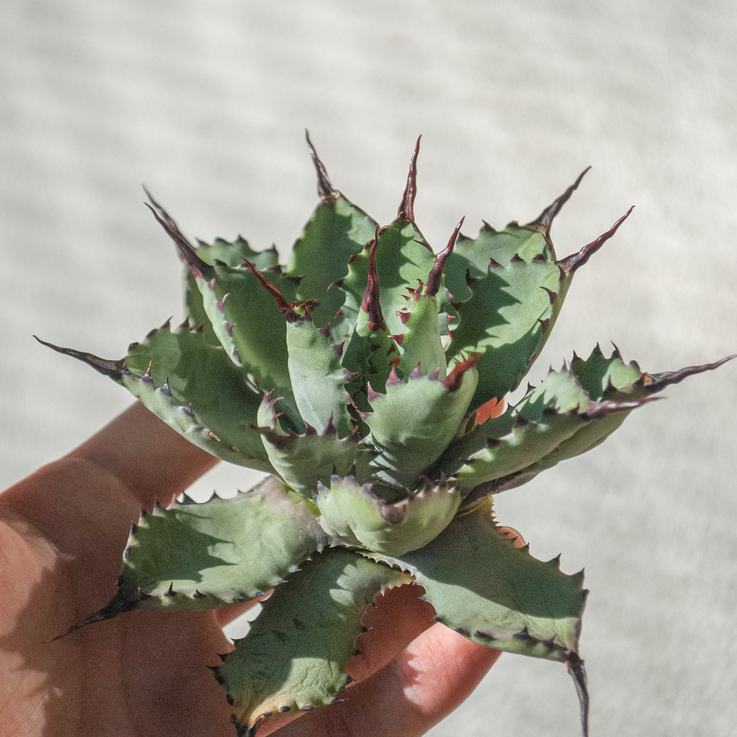 【訳アリ】アガベ 曲刺八荒雷神