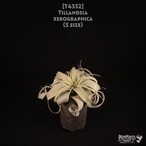 【送料無料】xerographica S〔エアプランツ〕現品発送T4332