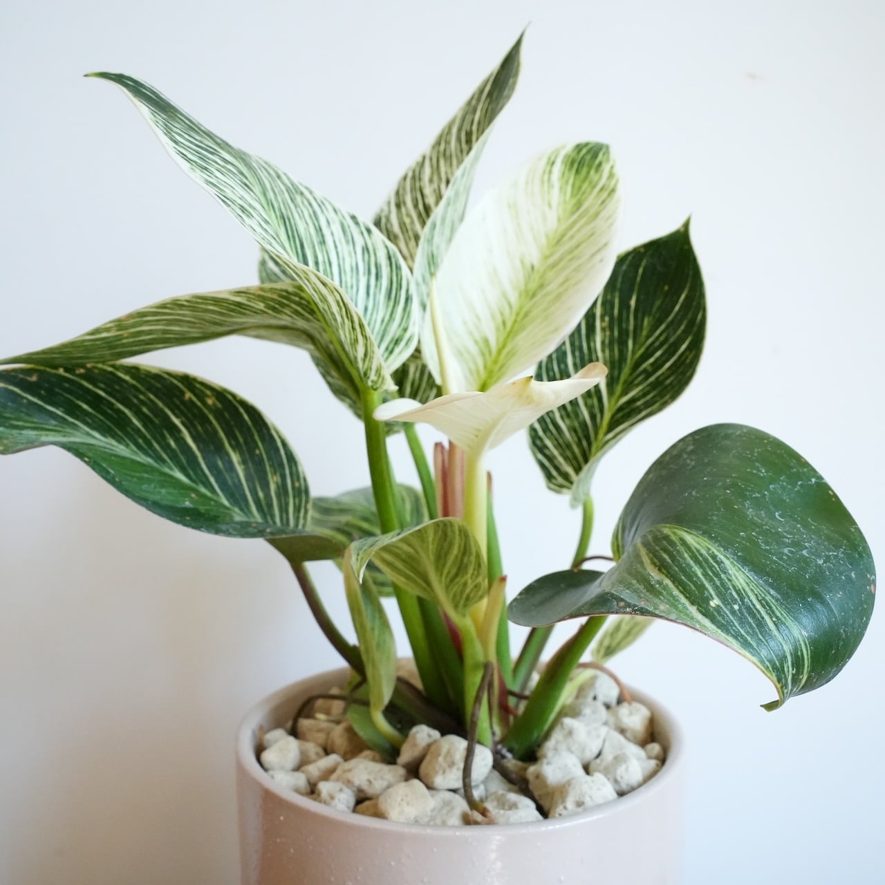 フィロデンドロン バーキン 陶器鉢込み 観葉植物 インテリアグリーン 送料込み】観葉植物 フィロデンドロン バーキン 6号サイズ 陶器鉢 | 草陽香