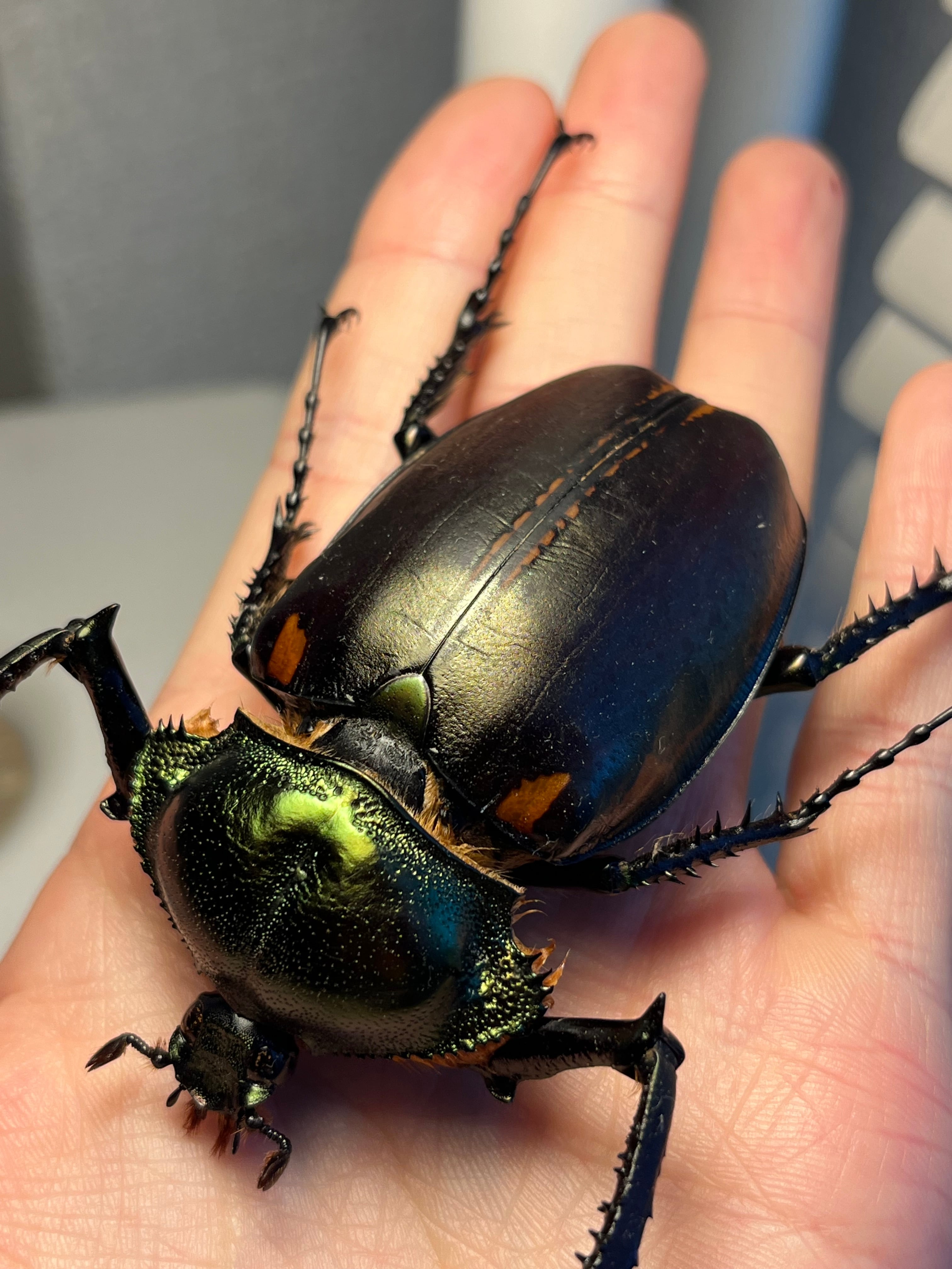 73mm】ヤンソニーテナガコガネ カメムシサシガメ甲虫昆虫標本ハムシ