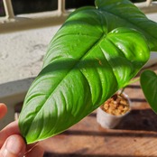 フィロデンドロン テヌー / Philodendron Tenue