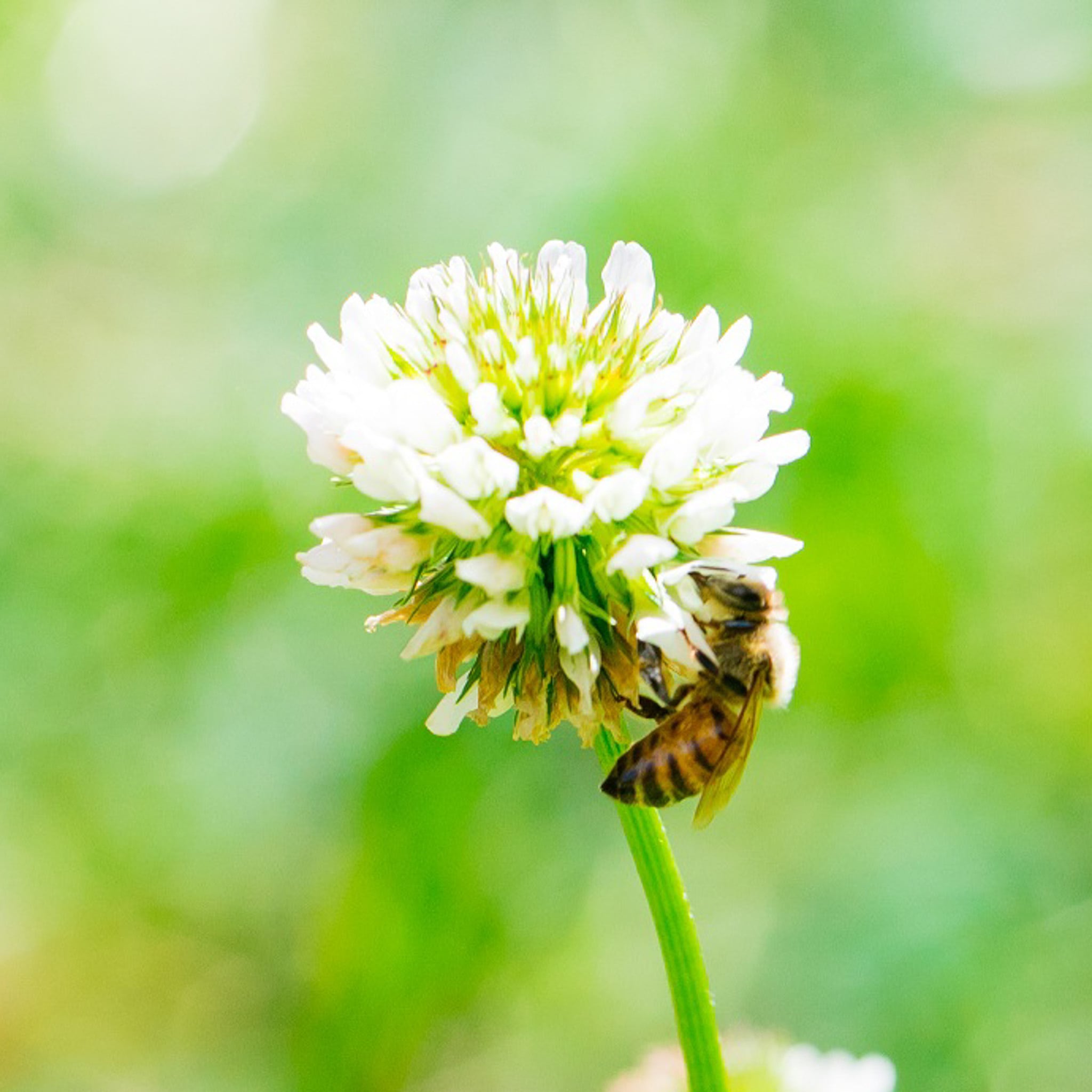 6月の蜜 125g 都市養蜂 生はちみつ ※金箱入り | OSAKAHONEY｜はちみつ