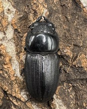 【WD】《パラワンパリーオオクワ 59mmペア》