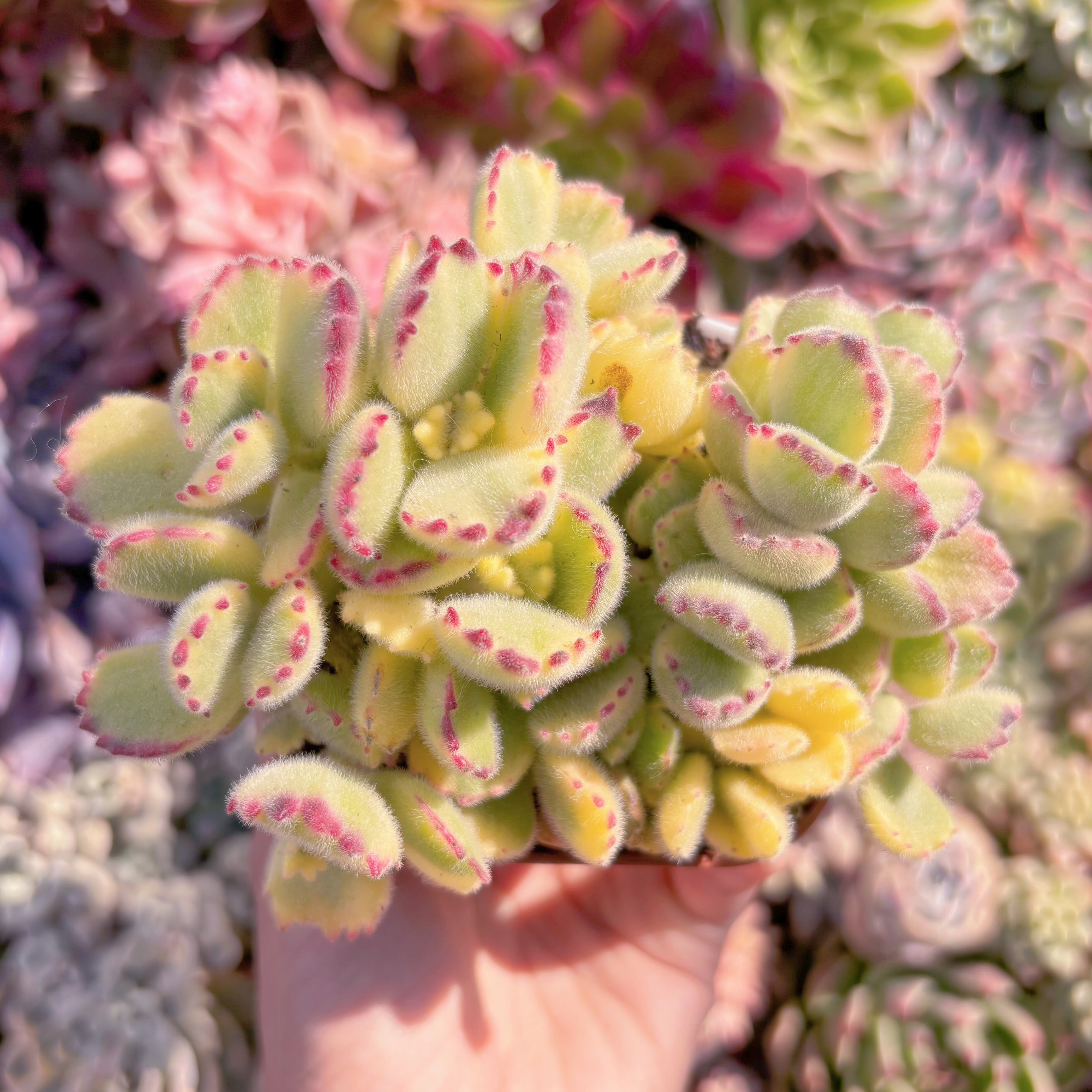 現品　白熊#039　るる農園