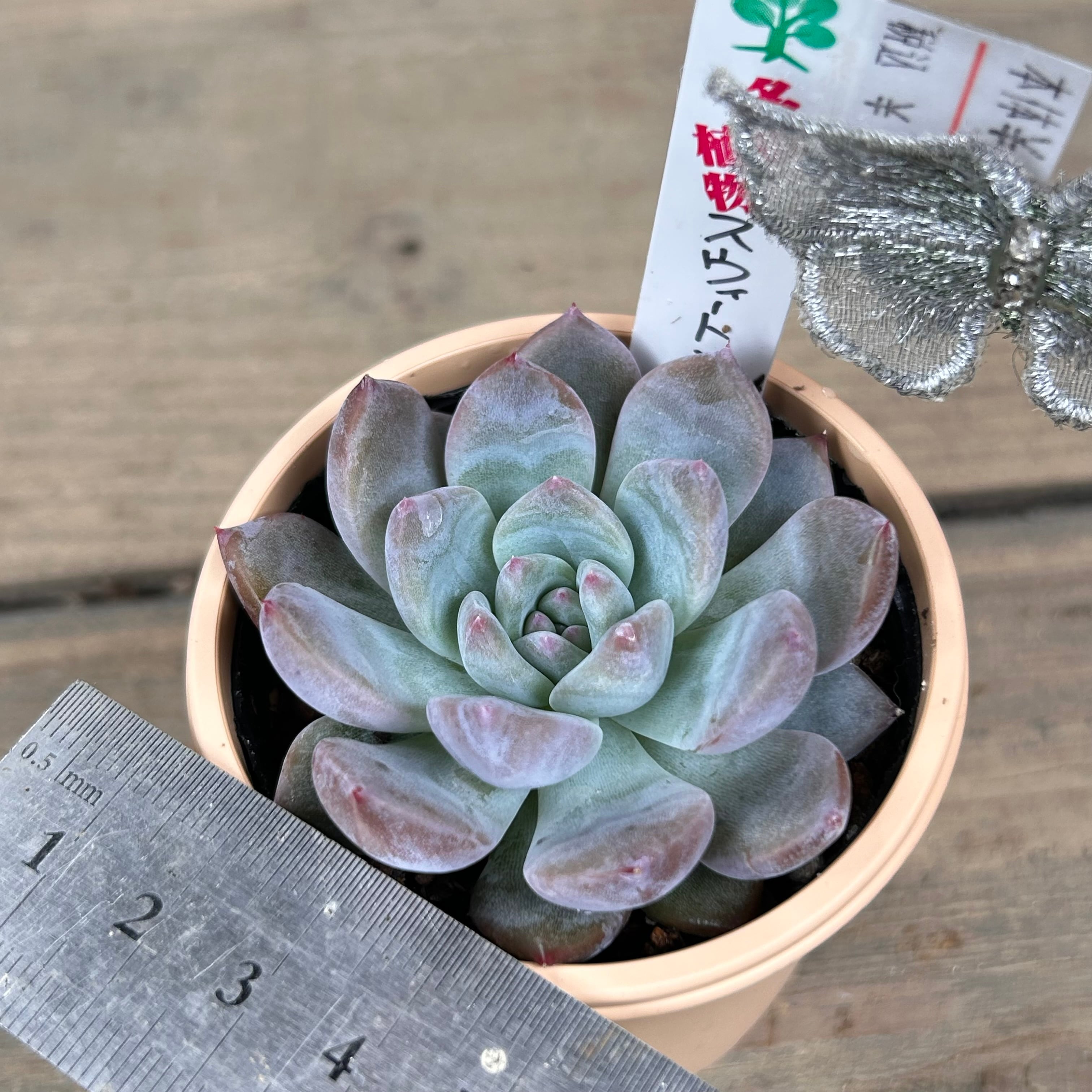 スウィートミント | RuPo 多肉植物専門店