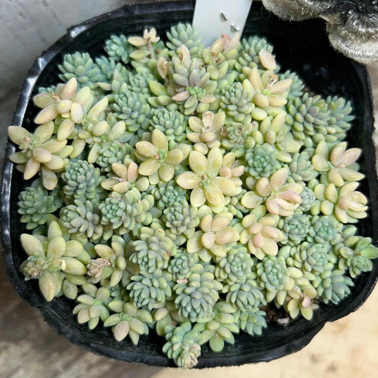 マジョール | RuPo 多肉植物専門店