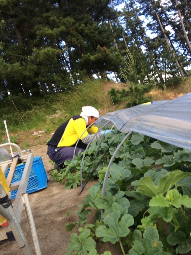 山形庄内特産　庄内砂丘メロン  2個入れ1箱　青肉・赤肉メロン(各1個入り計2個）