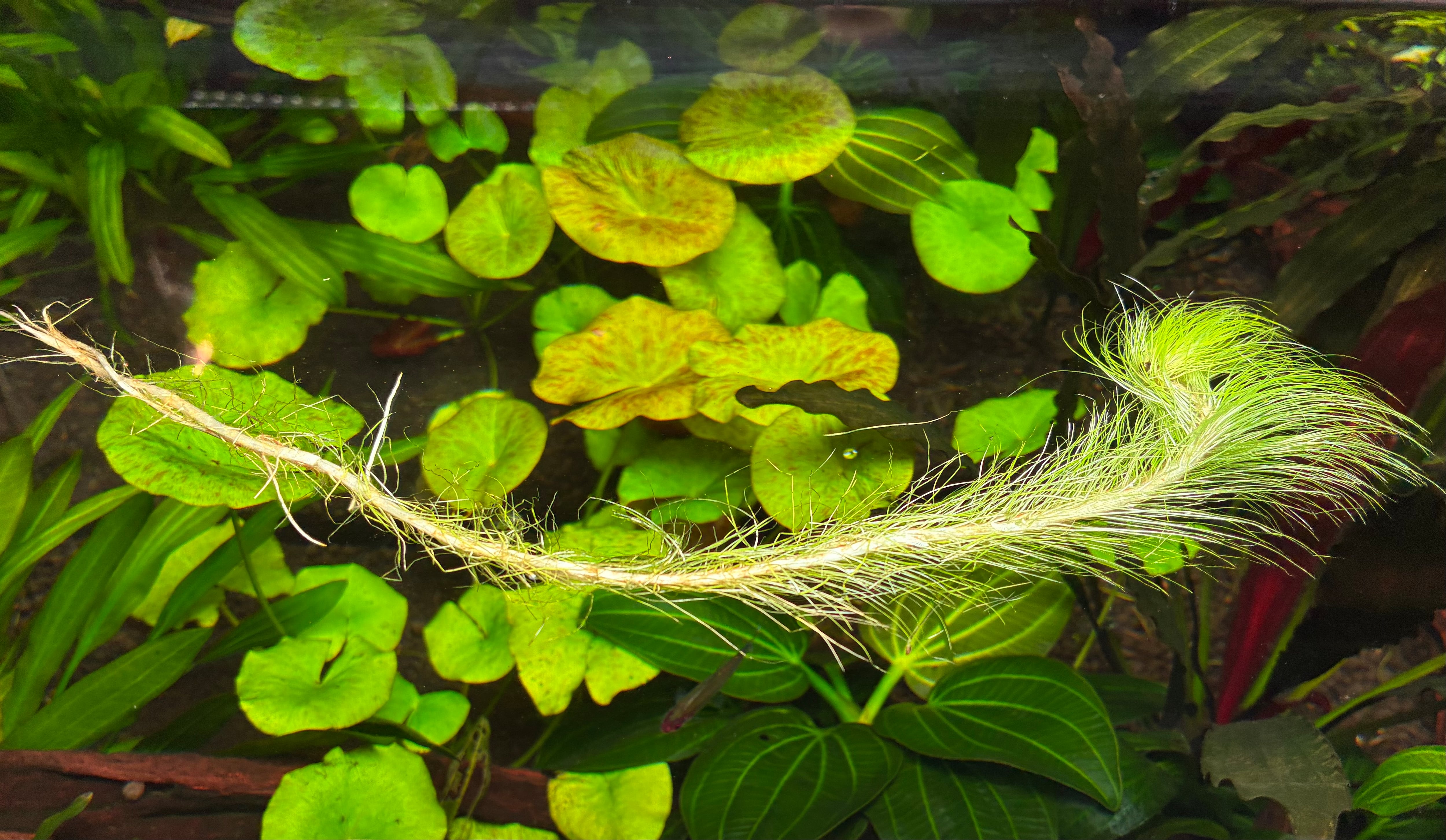 Bucephalandra sp. Murung raya 【LA0515-03】① | AquaFocus