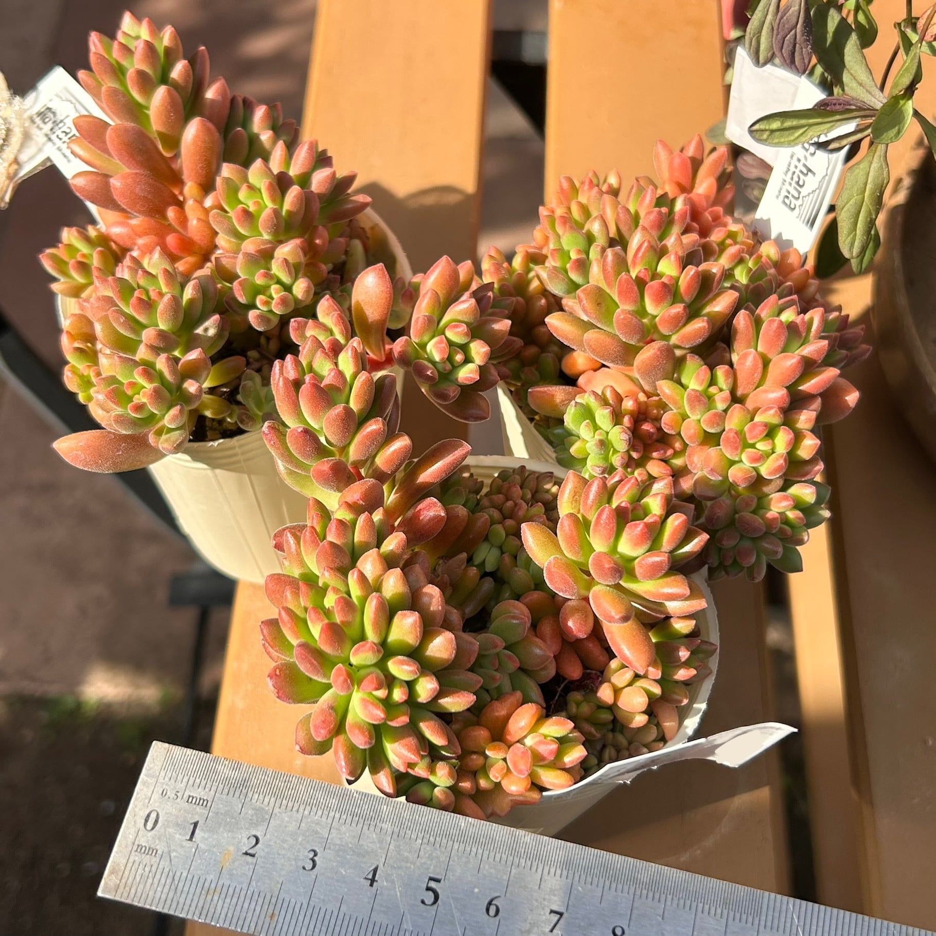 オレンジドリーム | RuPo 多肉植物専門店