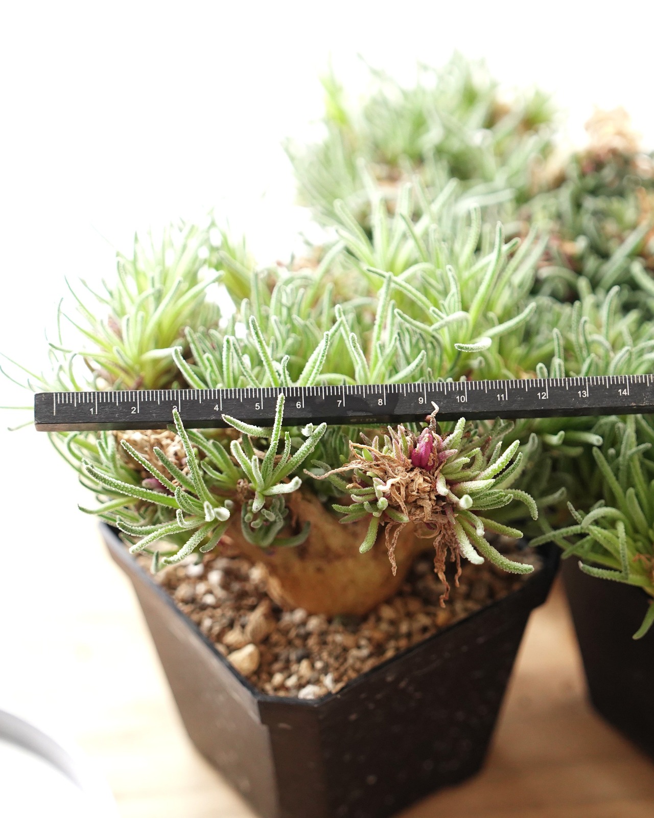 抜き苗 フィロボルス レスルゲンス XL大株 Phyllobolus resurgens
