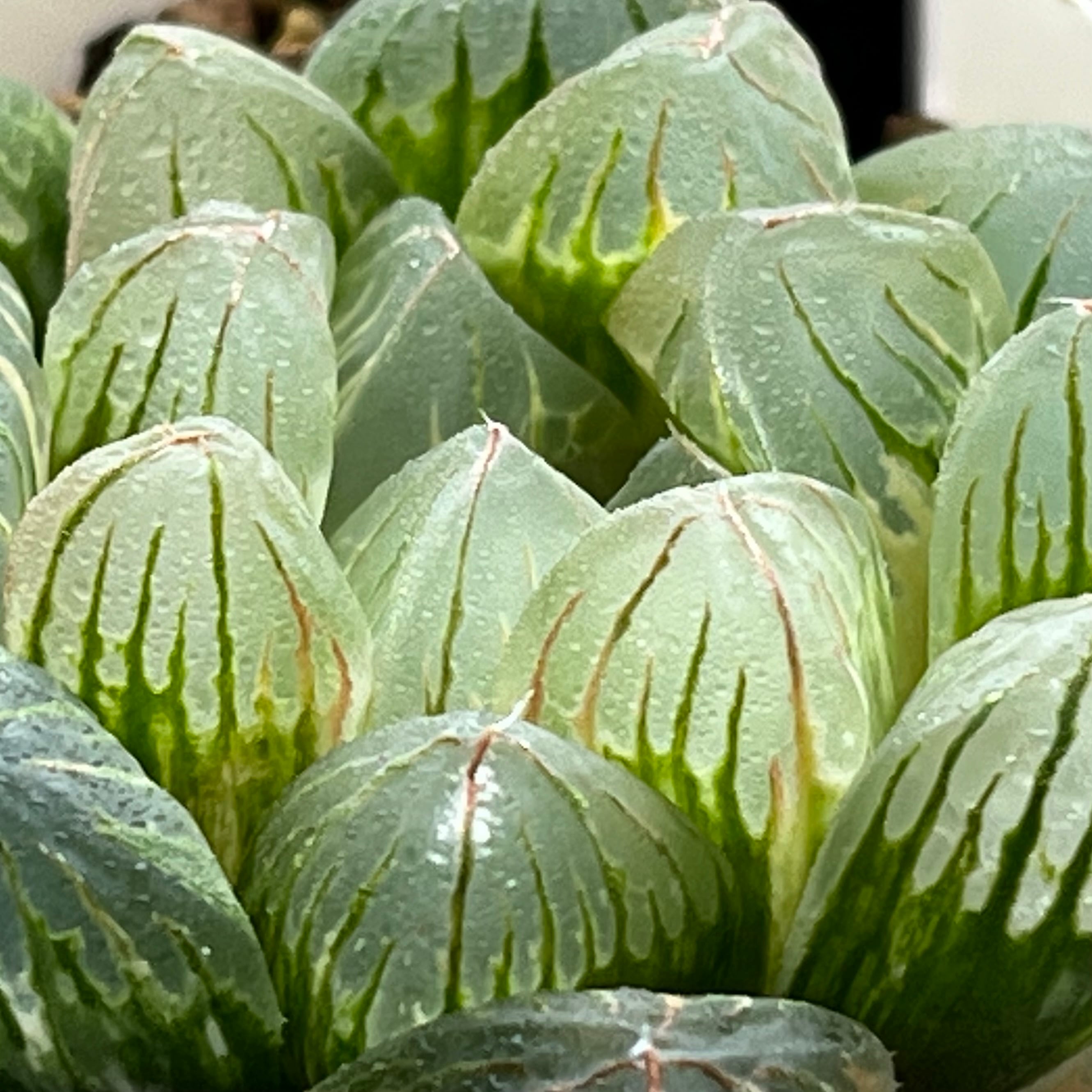 ハオルチア オブツーサ錦 萩原No.5 | mocono_plants